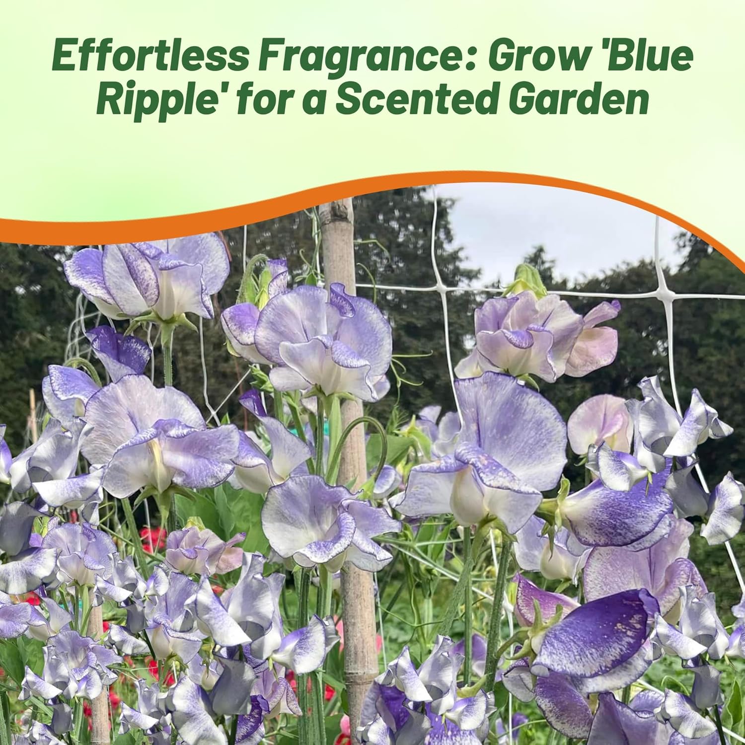 Sweet Pea Bicolor Blue Ripple Flower Garden