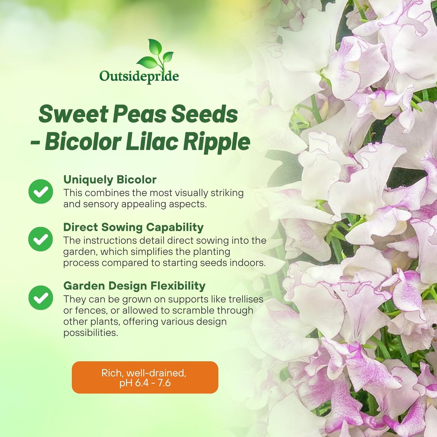 Annual Sweet Pea Bicolor Lilac Ripple