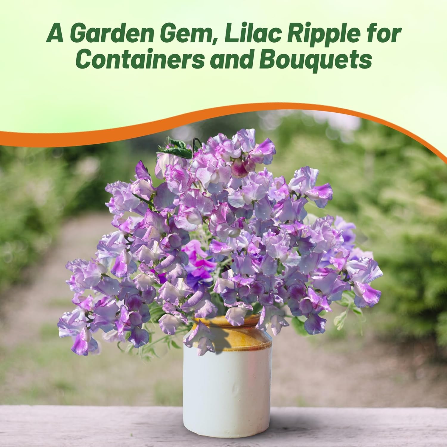 Sweet Pea Bicolor Lilac Ripple Vase