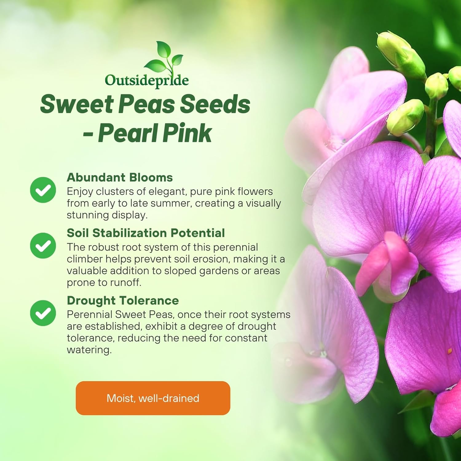 Sweet Pea Pearl Pink