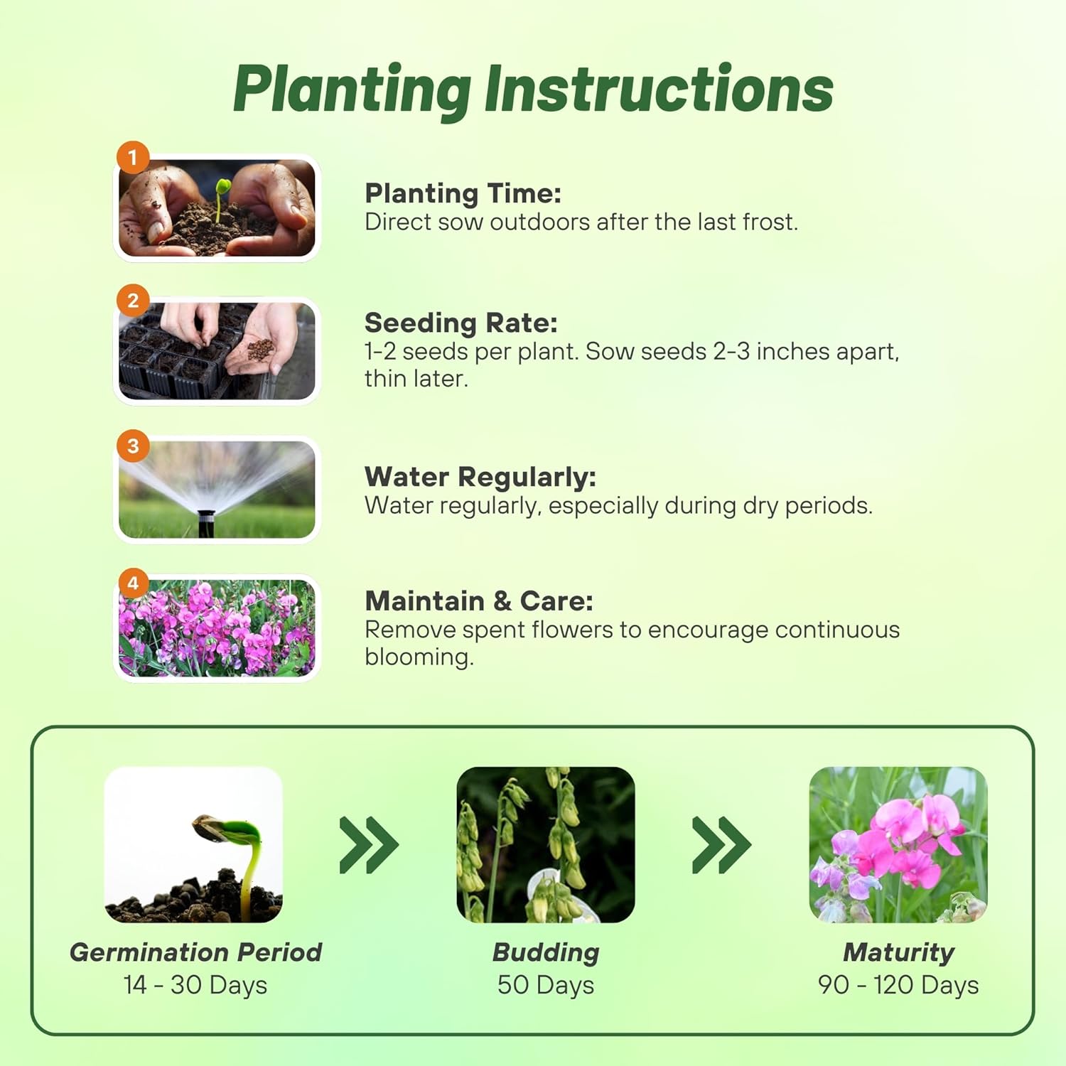 Perennial Lathyrus Latifolius Pearl Pink