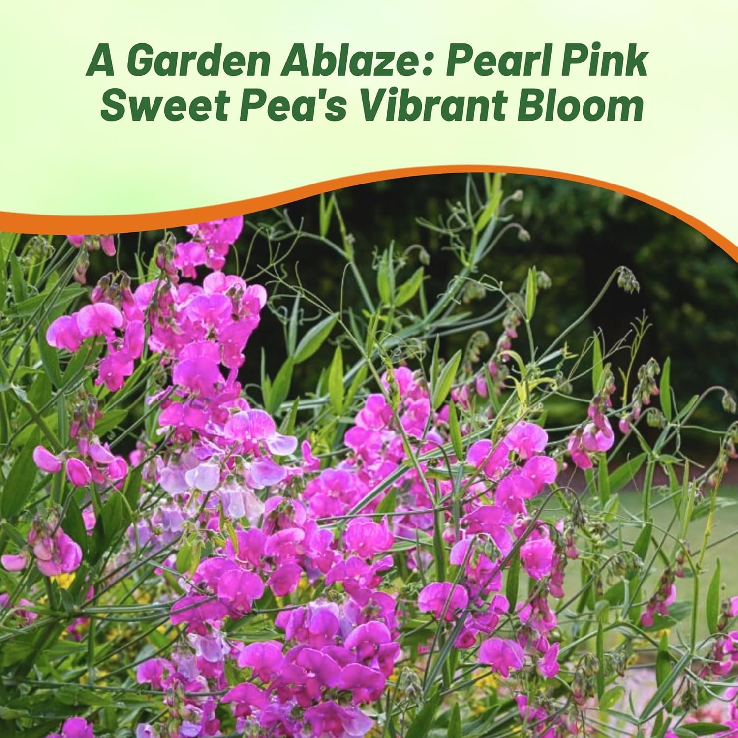 Perennial Sweet Pea Pink Flower Garden