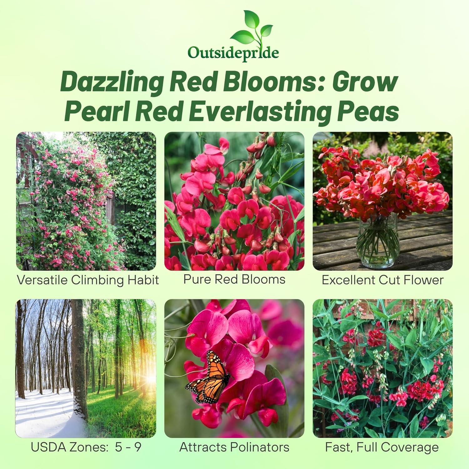 Lathyrus Latifolius Pearl Red