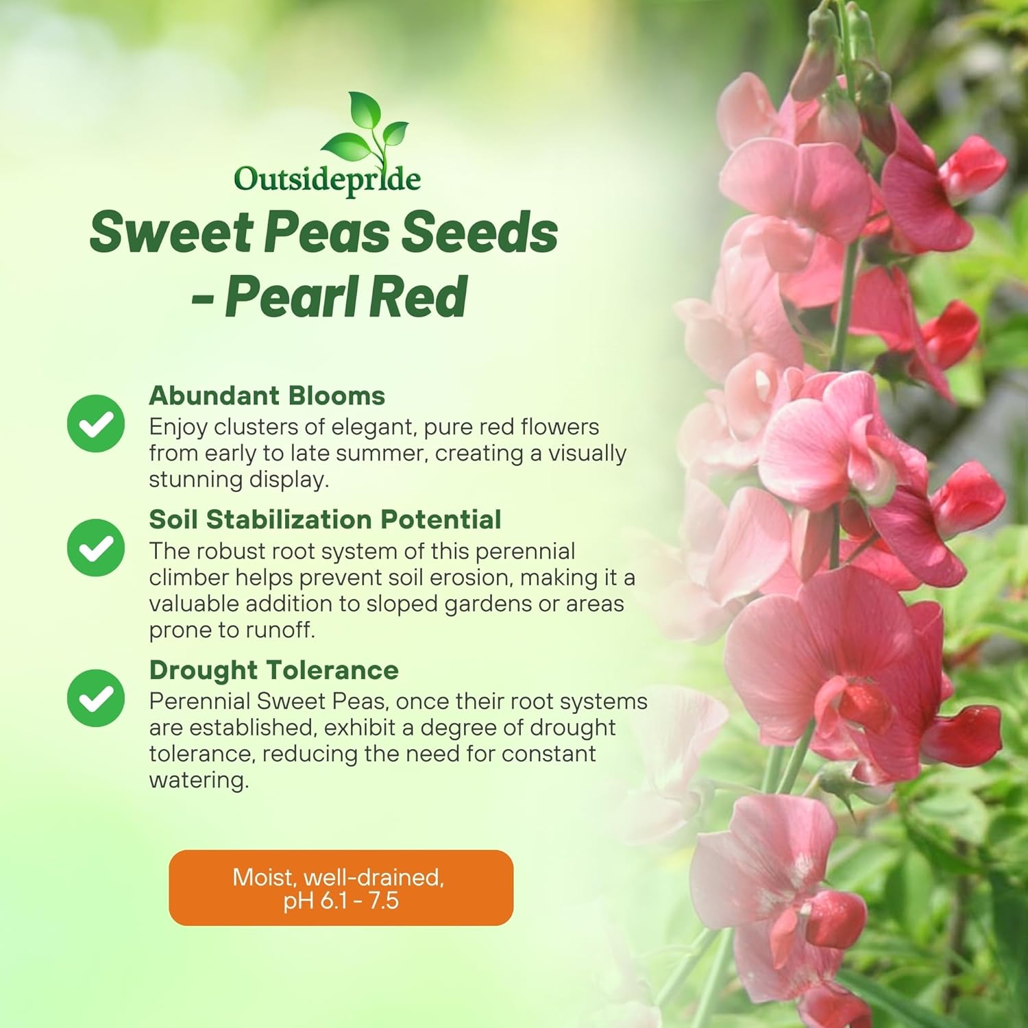 Perennial Sweet Peas Pearl Red Flowers