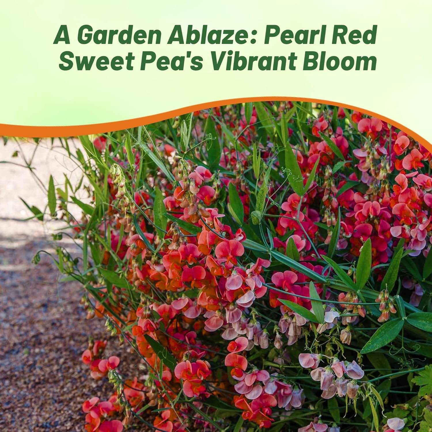 Perennial Sweet Peas Red Flowering Vine