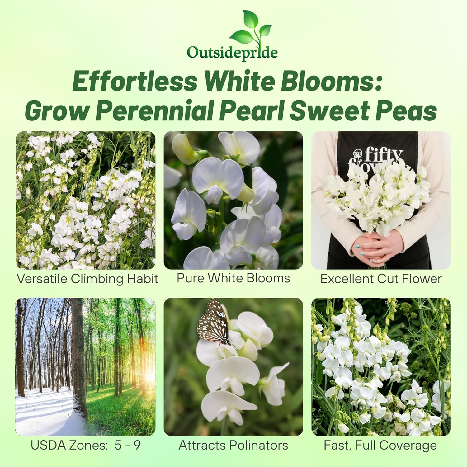 Sweet Pea Vine White Flowers