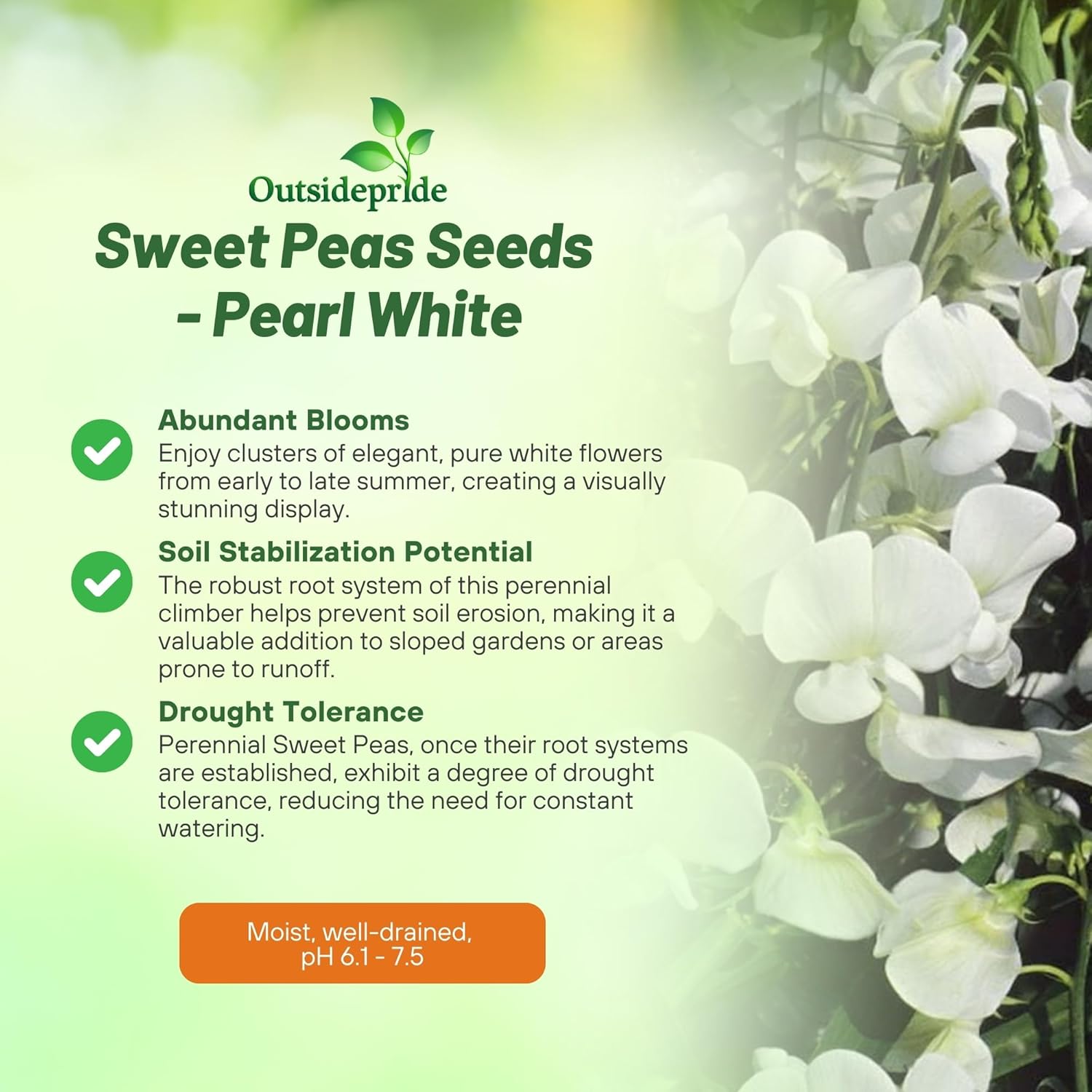Lathyrus Latifolius Pearl White