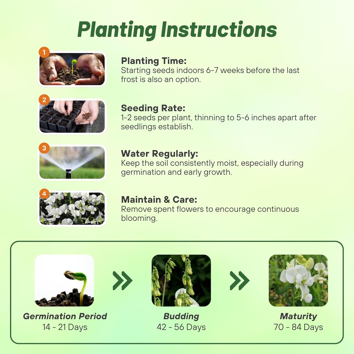Perennial Sweet Pea Vine Planting Directions
