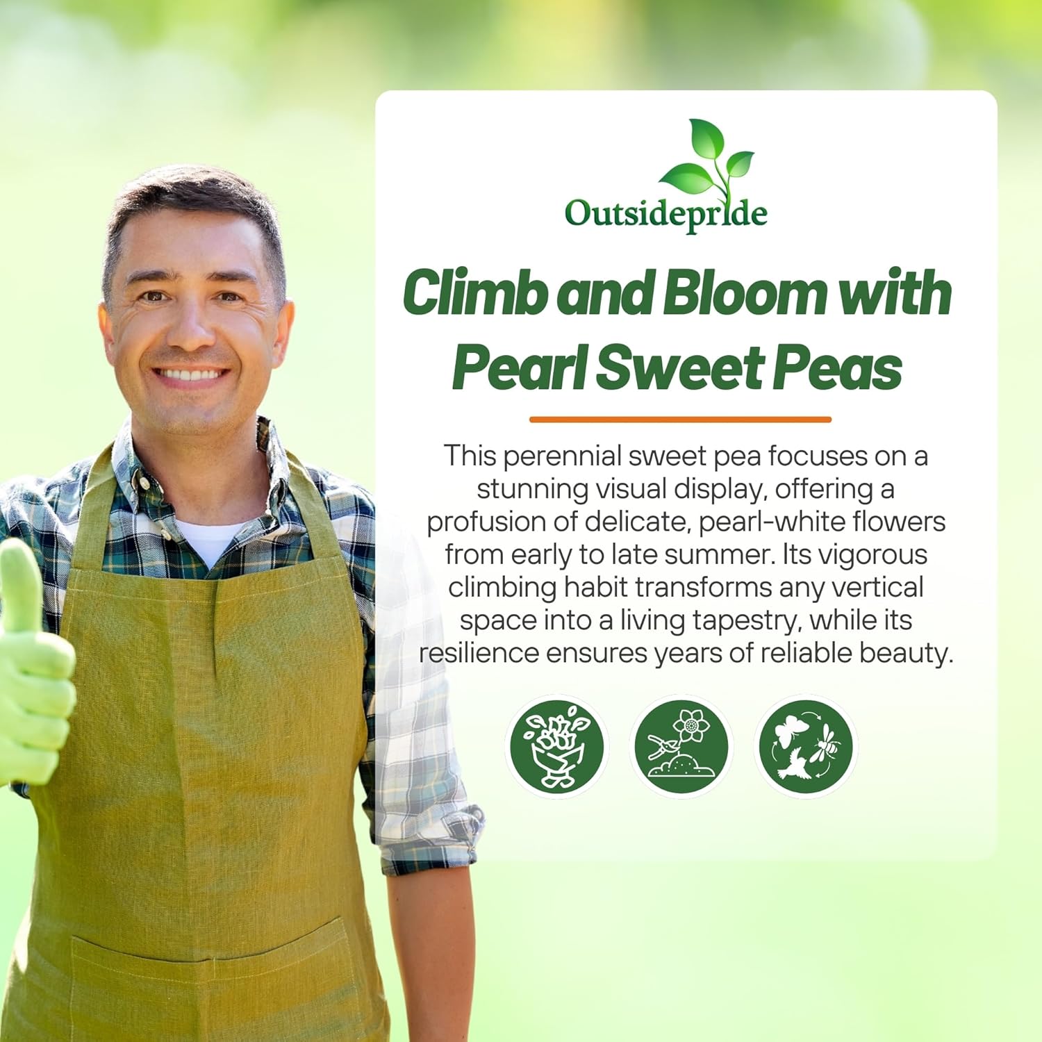 Perennial Sweet Pea Flower Seeds