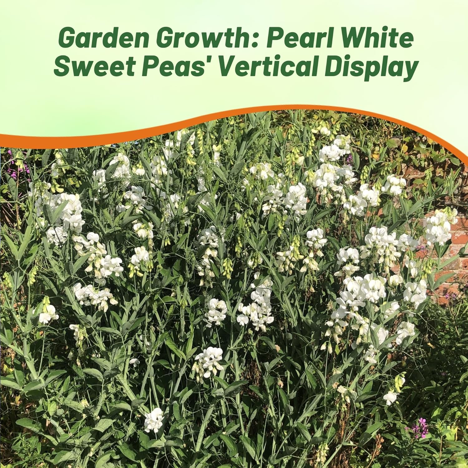 Pearl Sweet Pea White Flower Garden