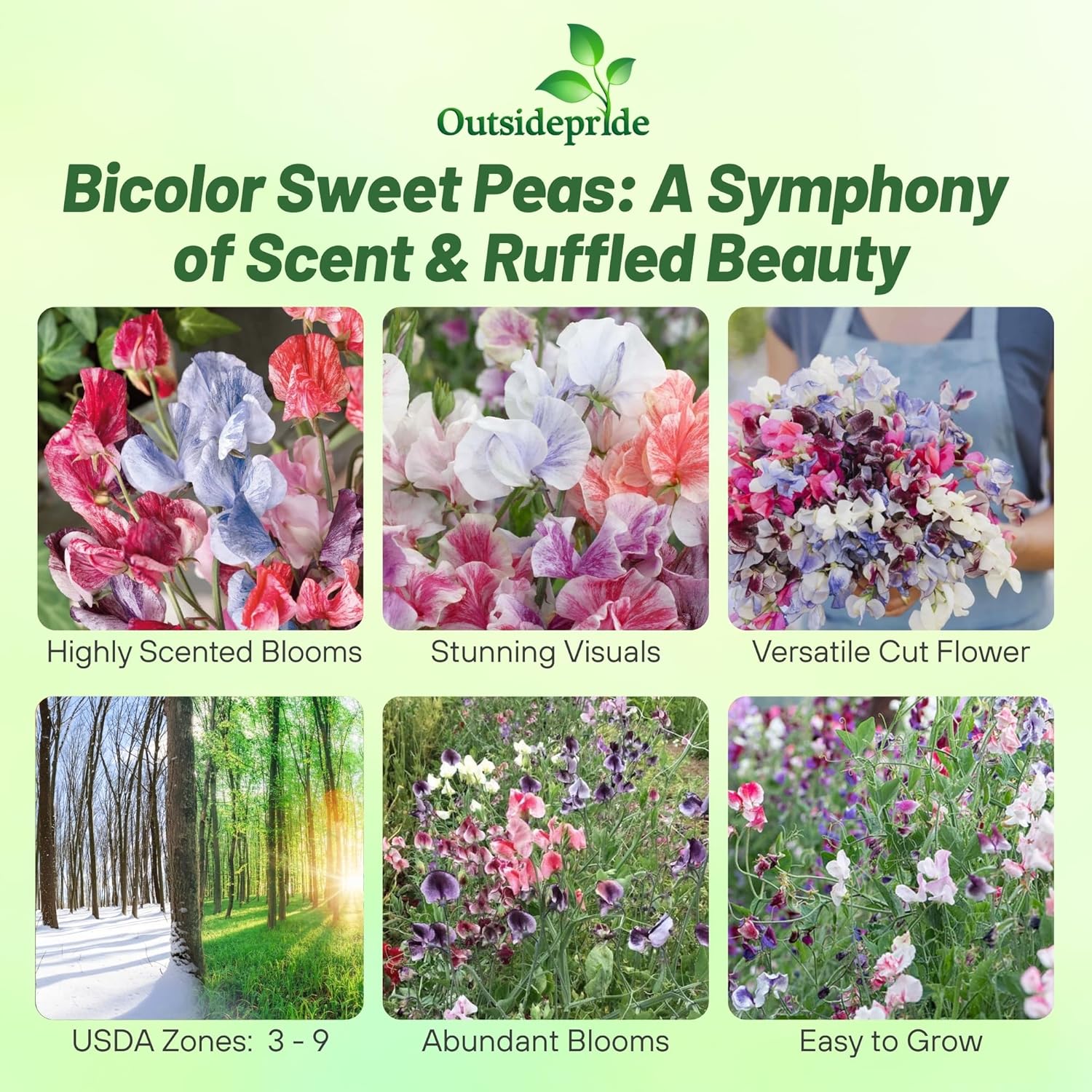 Sweet Pea Bicolor Ripple Vine Mix
