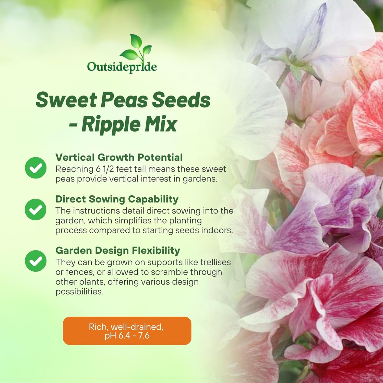 Sweet Pea Bicolor Ripple Flower Mix
