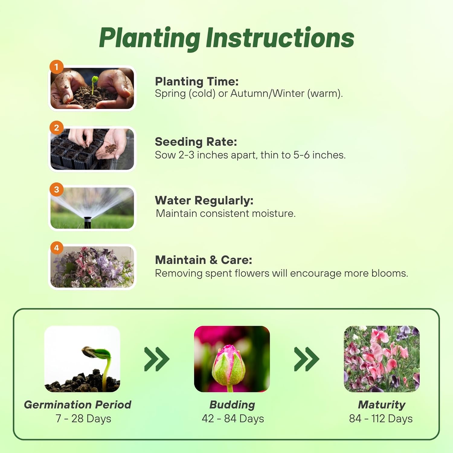 Sweet Pea Bicolor Ripple Planting Directions