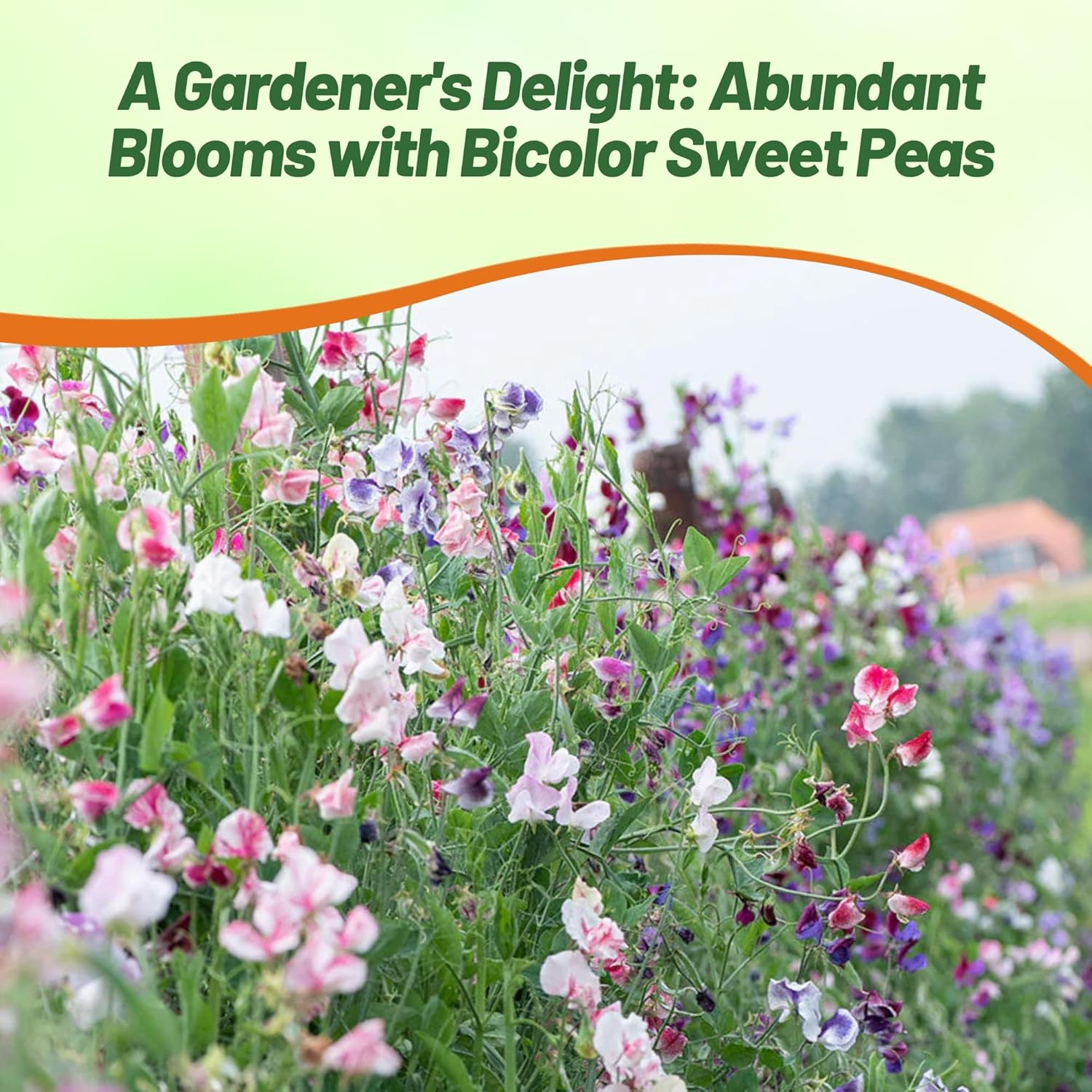 Sweet Pea Bicolor Ripple Flower Garden Mix