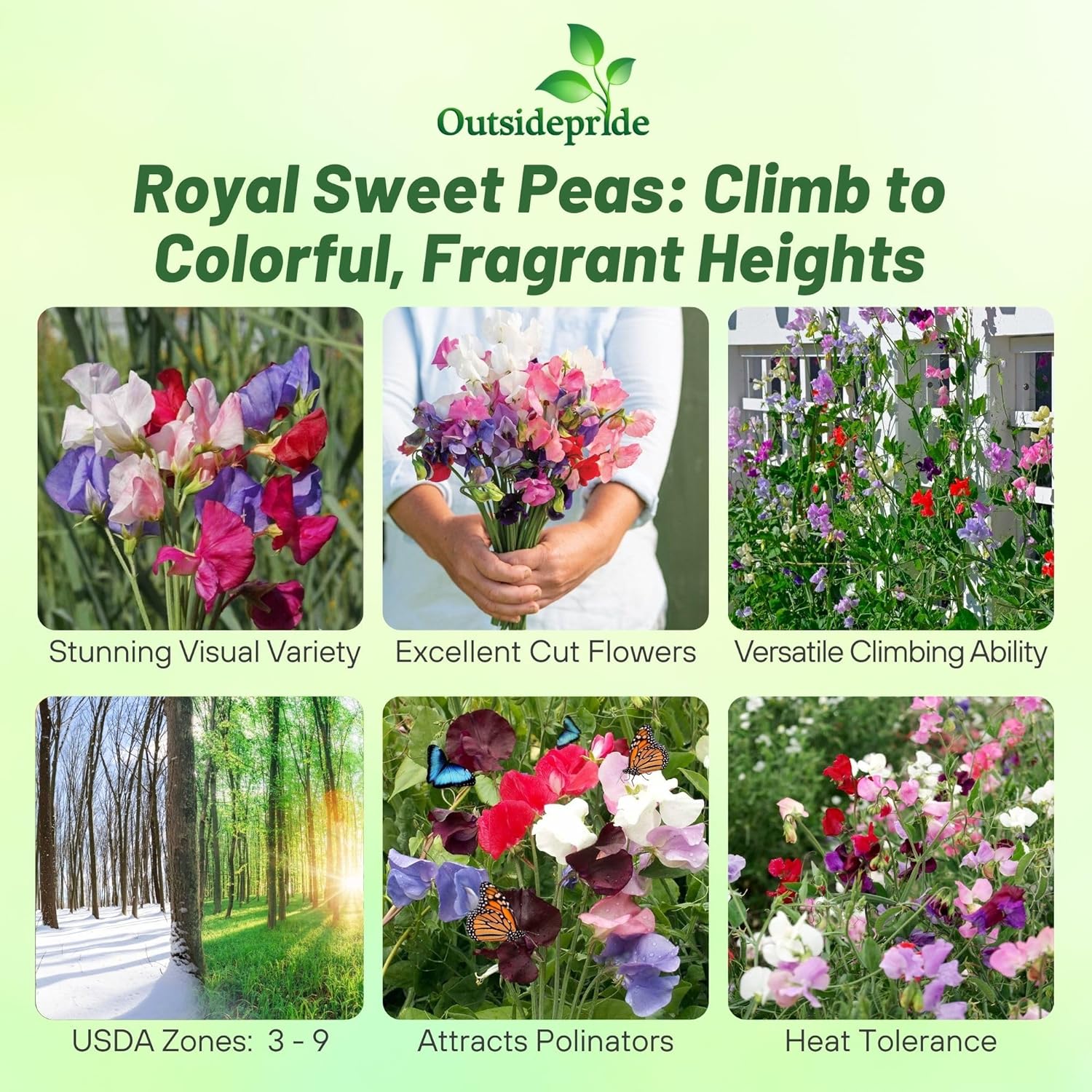 Lathyrus Odoratus Royal Seed Mix