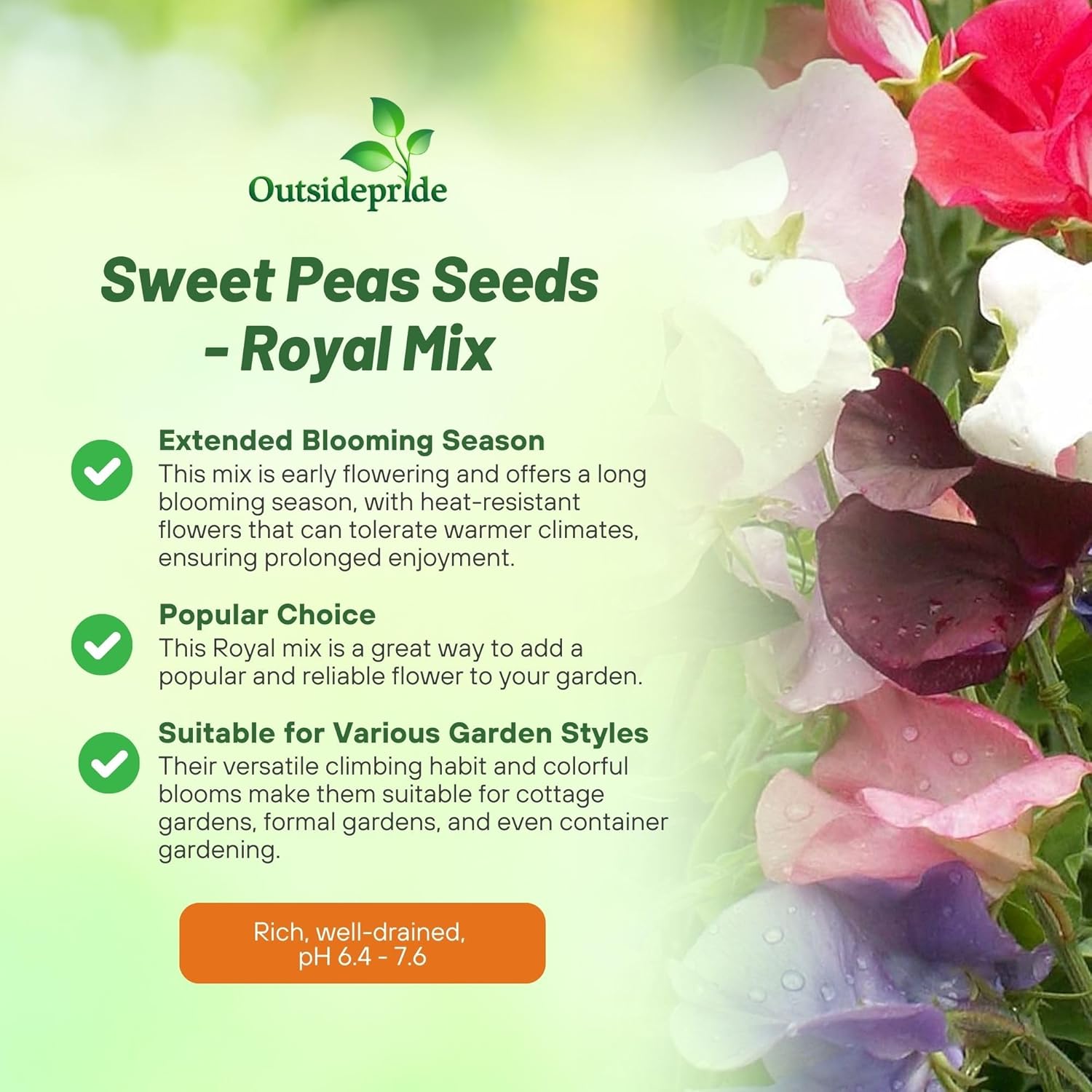 Royal Sweet Pea Seed Mixture