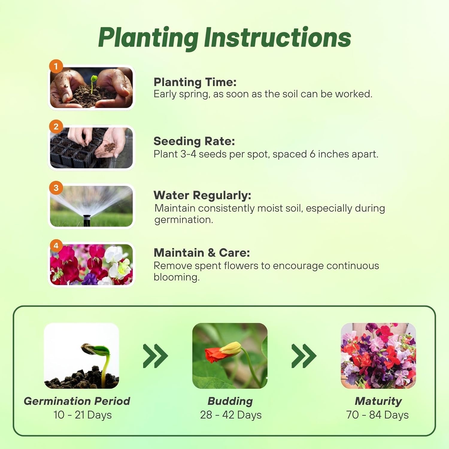 Royal Sweet Pea Planting Directions