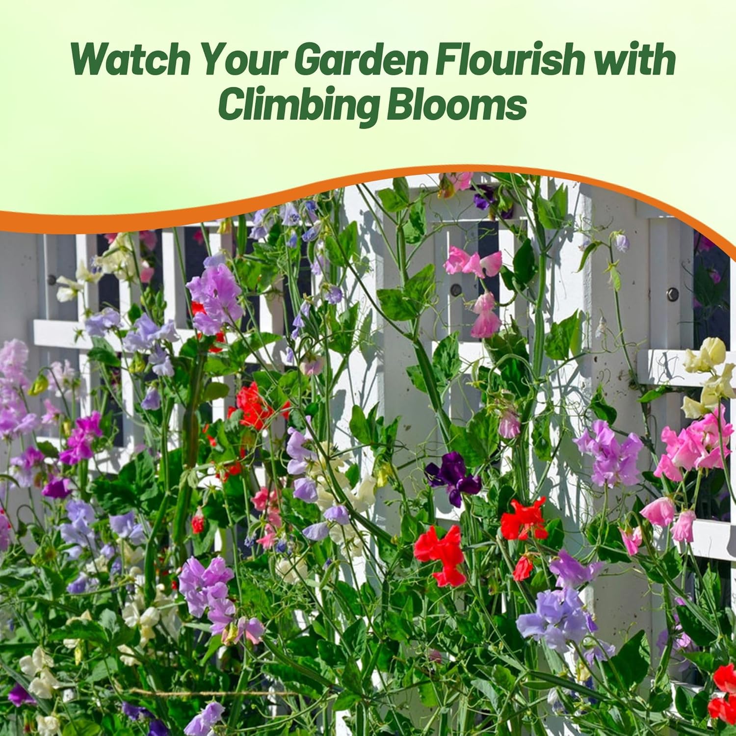 Royal Sweet Pea Flower Garden Mix