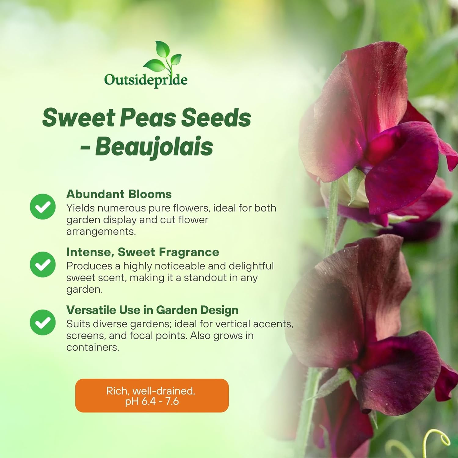 Lathyrus Odoratus Spencer Beaujolais