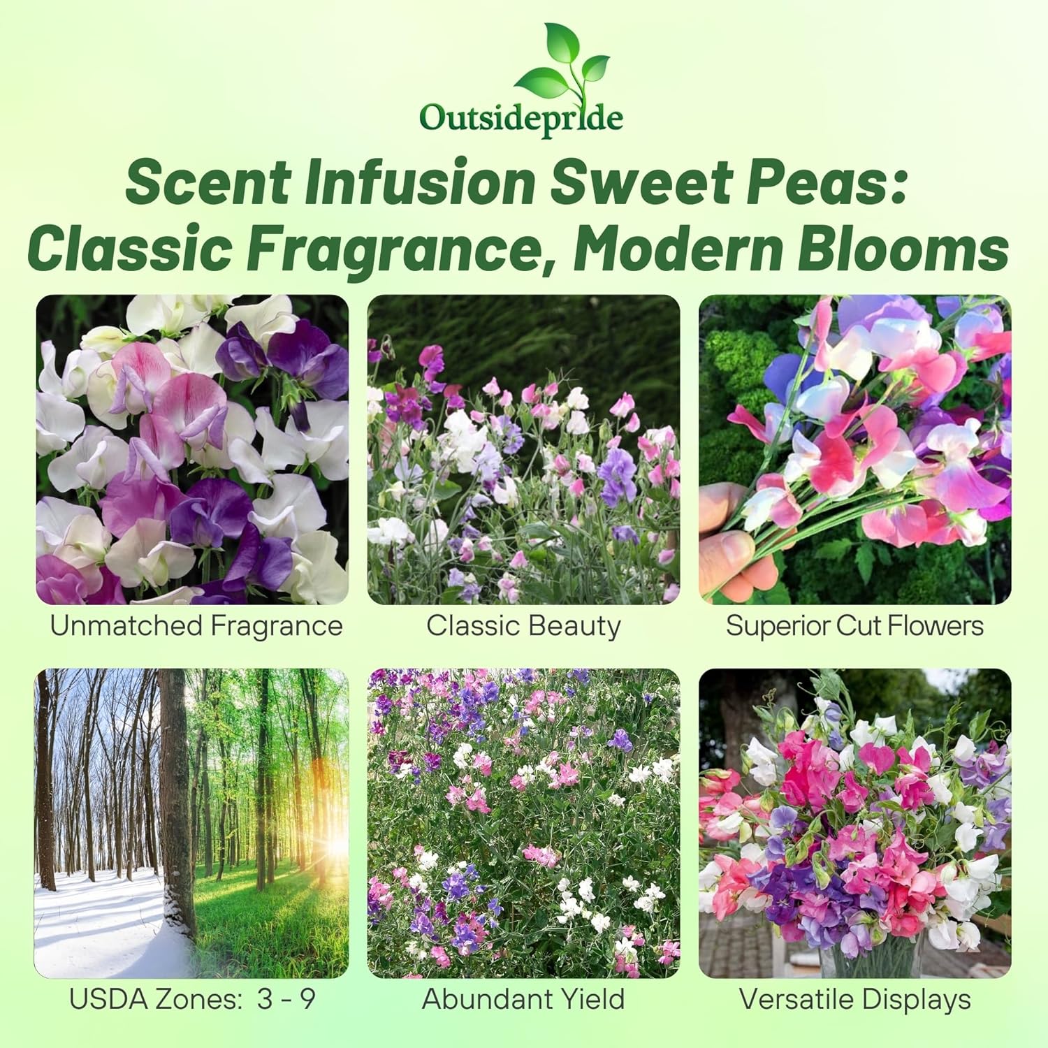 Lathyrus odoratus Scent Infusion
