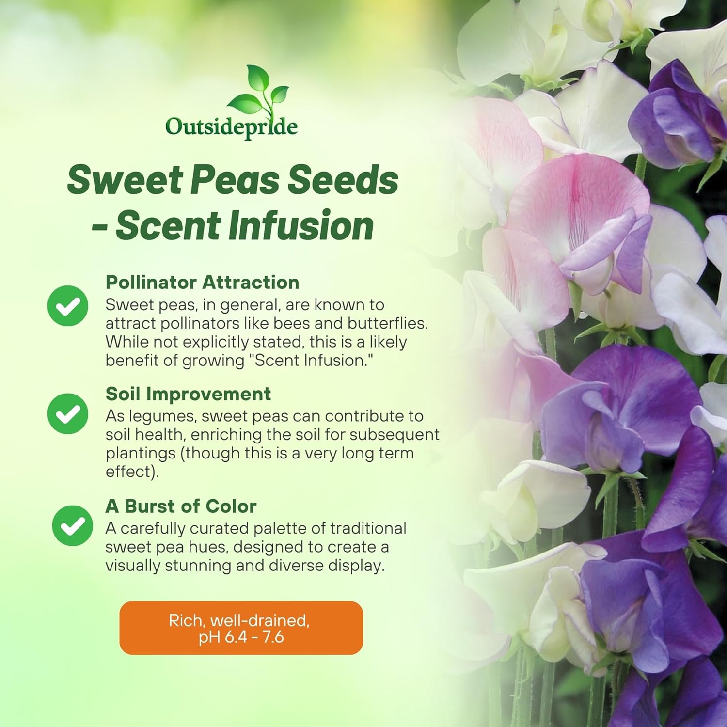 Sweet Pea Scent Infusion Flowers