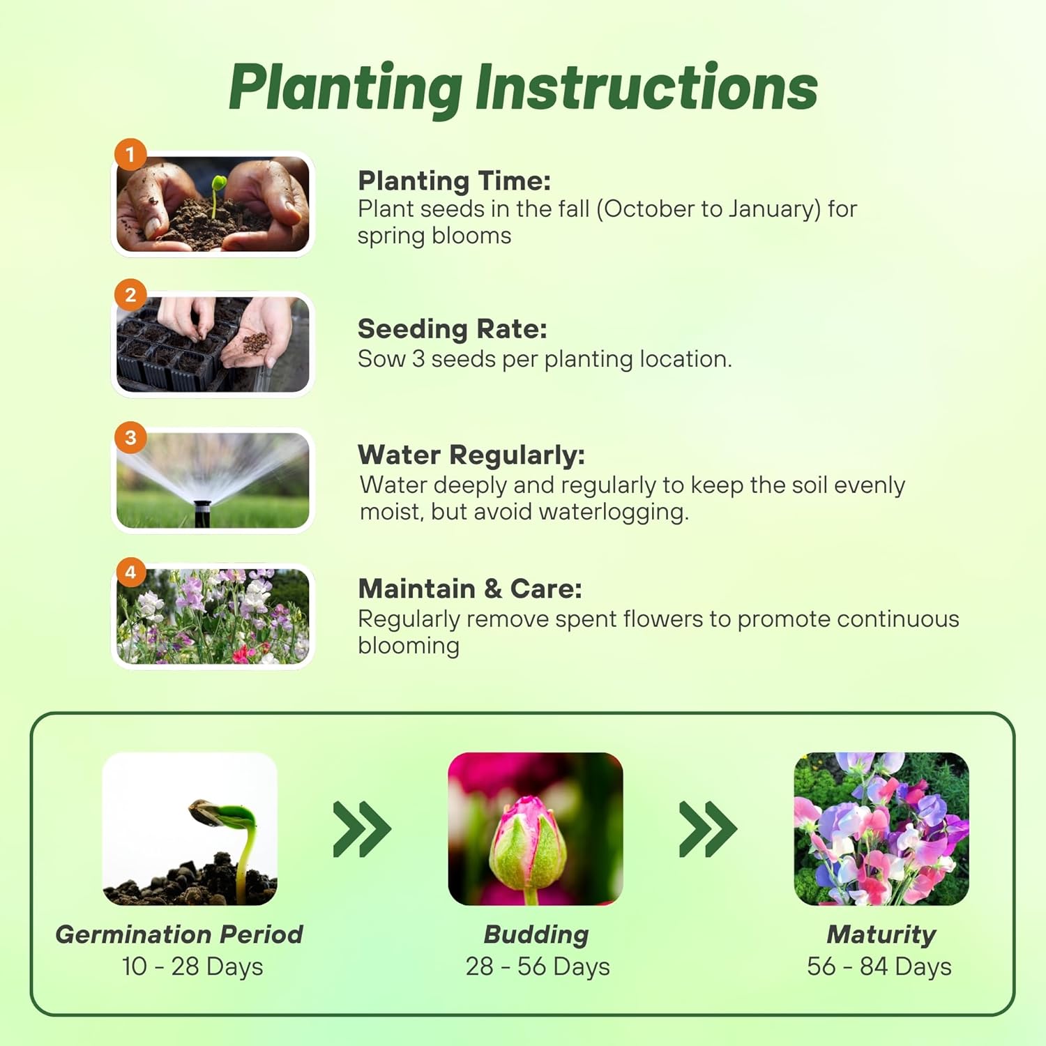 Sweet Pea Scent Infusion Planting Directions