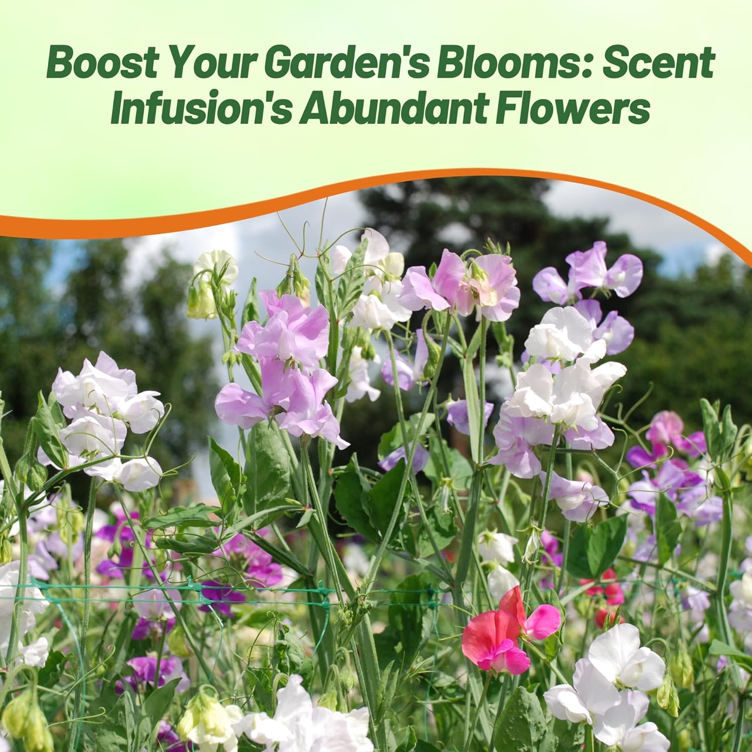 Sweet Pea Scent Infusion Flower Garden