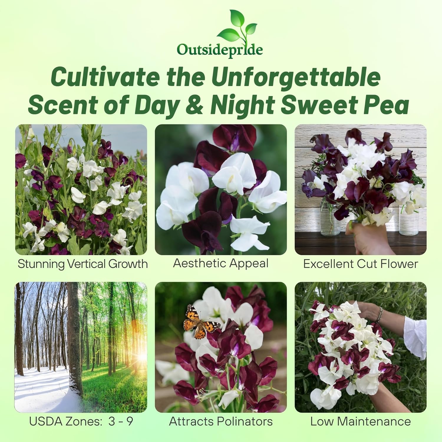 Fragrant Sweet Pea Night & Day