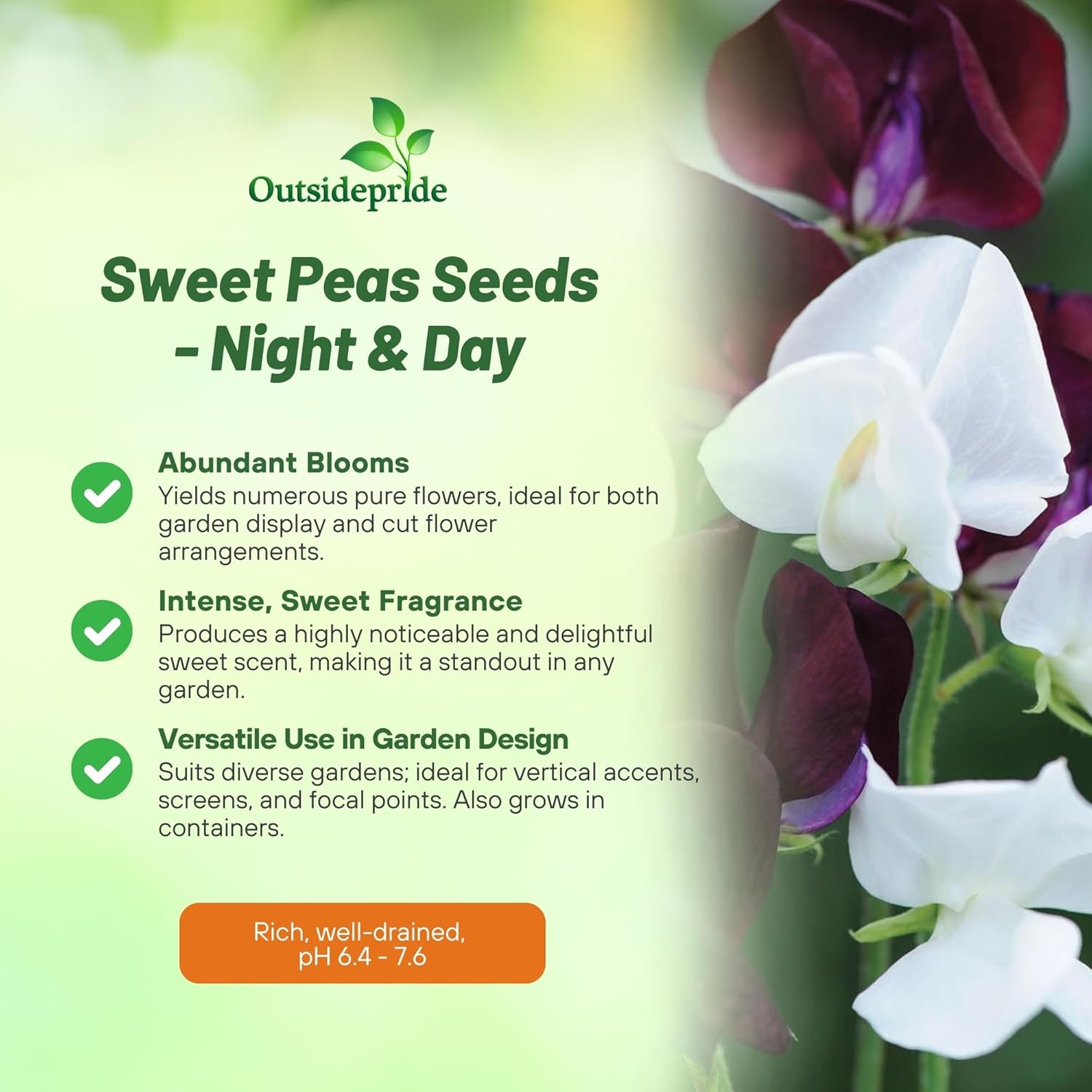 Sweet Pea Black and White