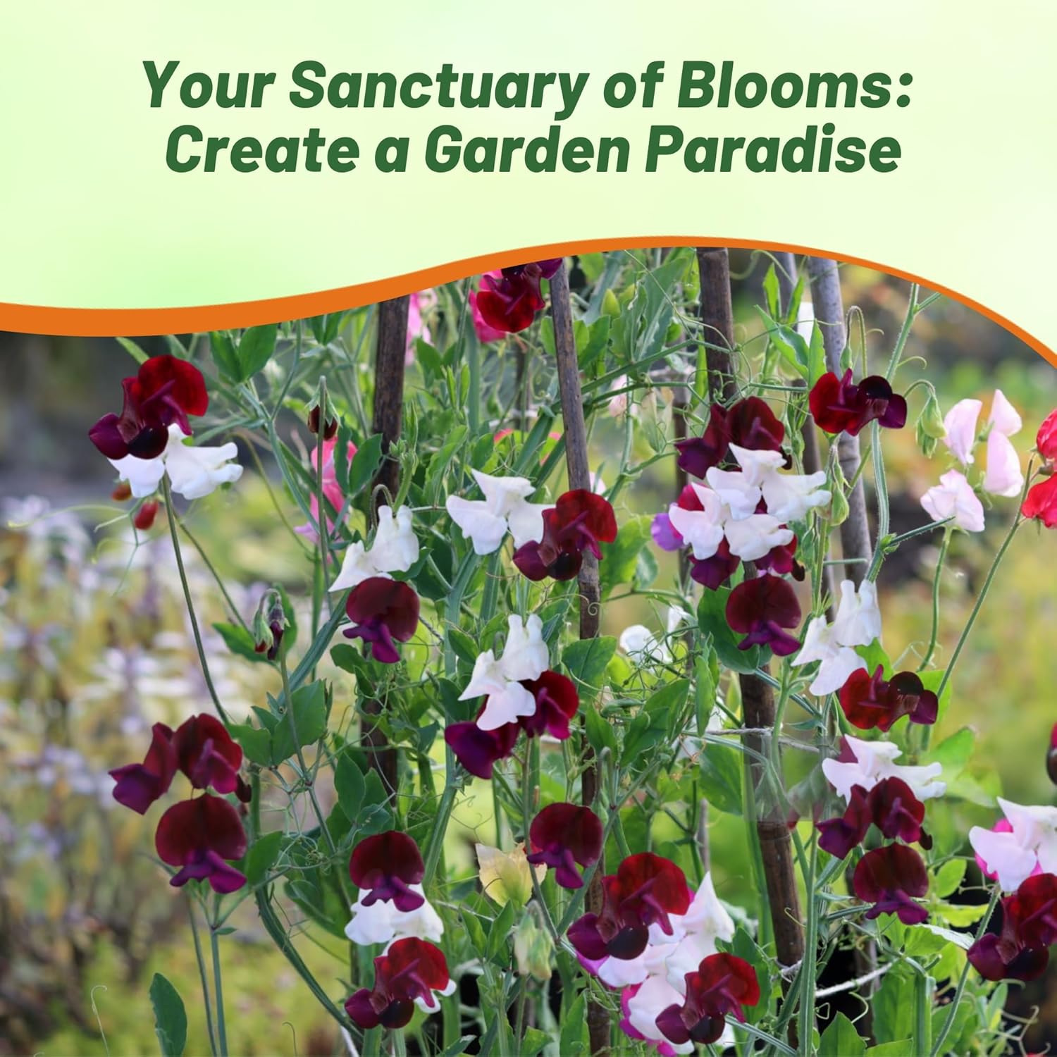 Sweet Pea Night & Day Flower Garden