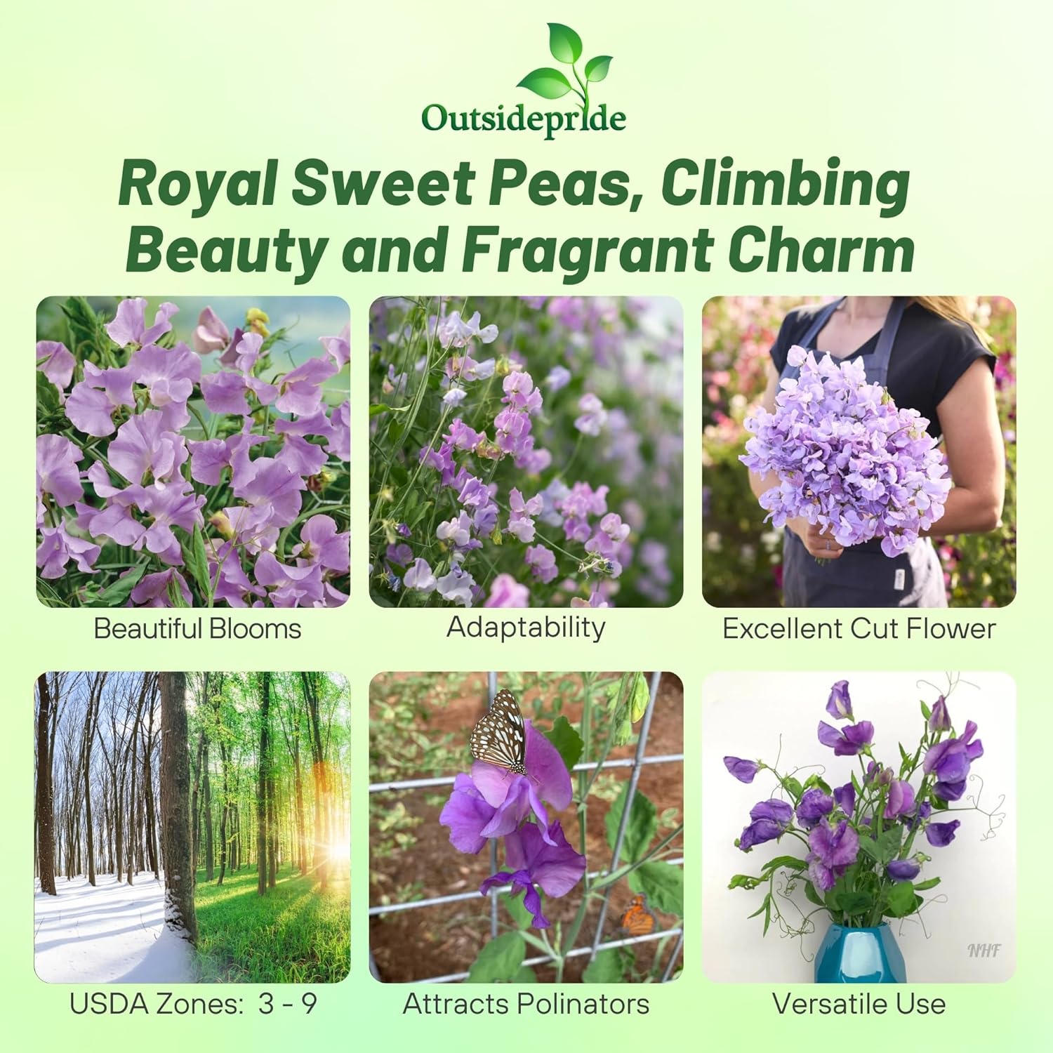 Fragrant weet Pea Lavender Vines