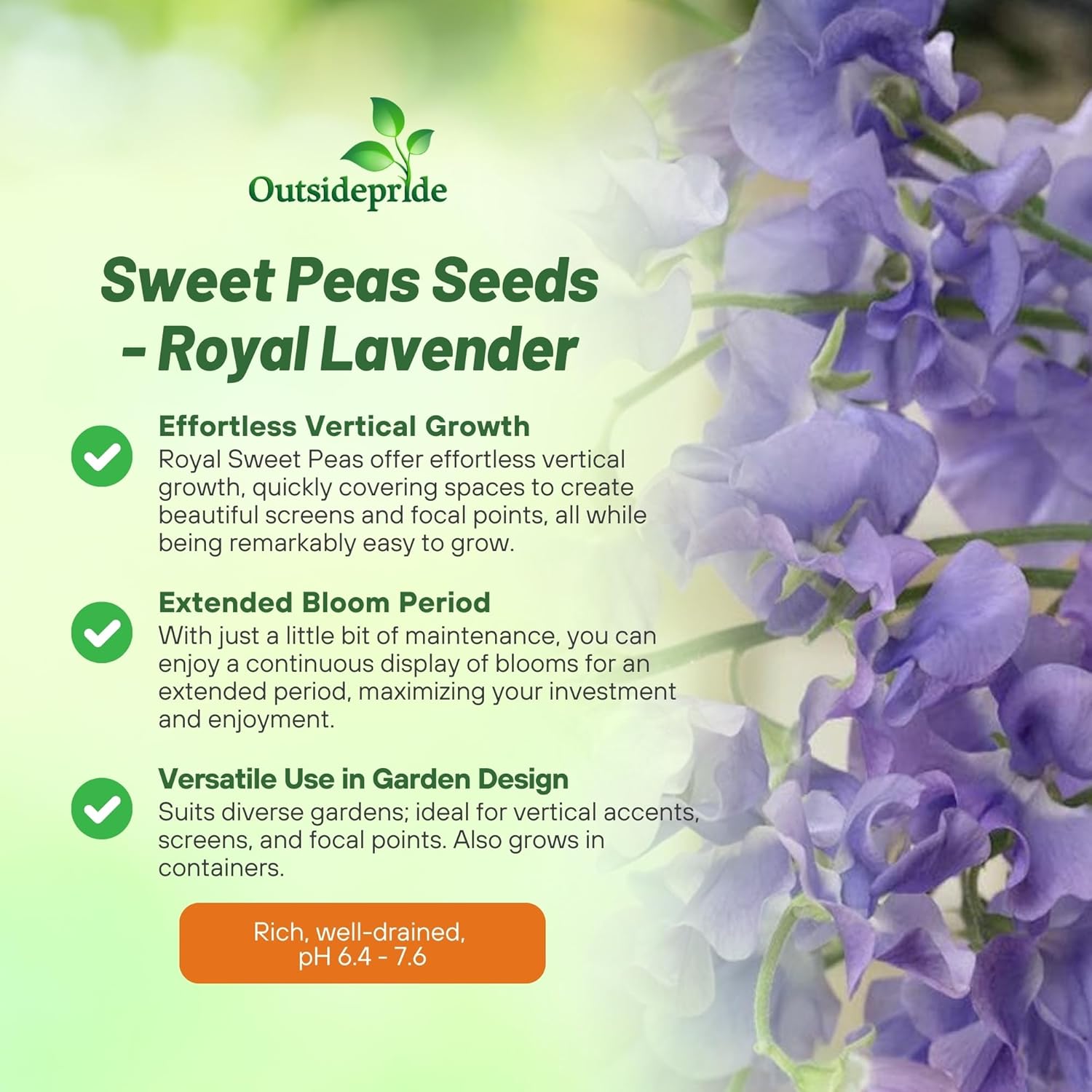 Lathyrus Odoratus Royal Lavender