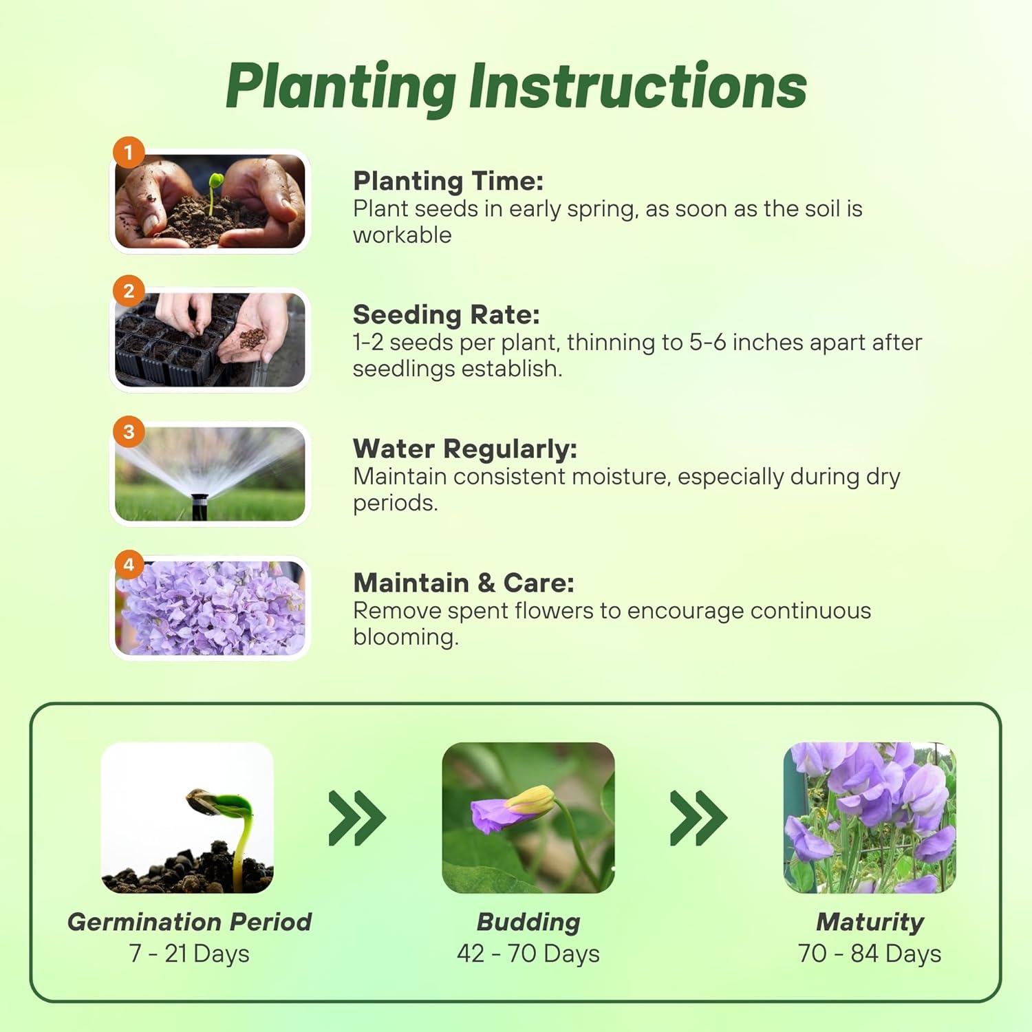 Sweet Pea Lavender Planting Directions