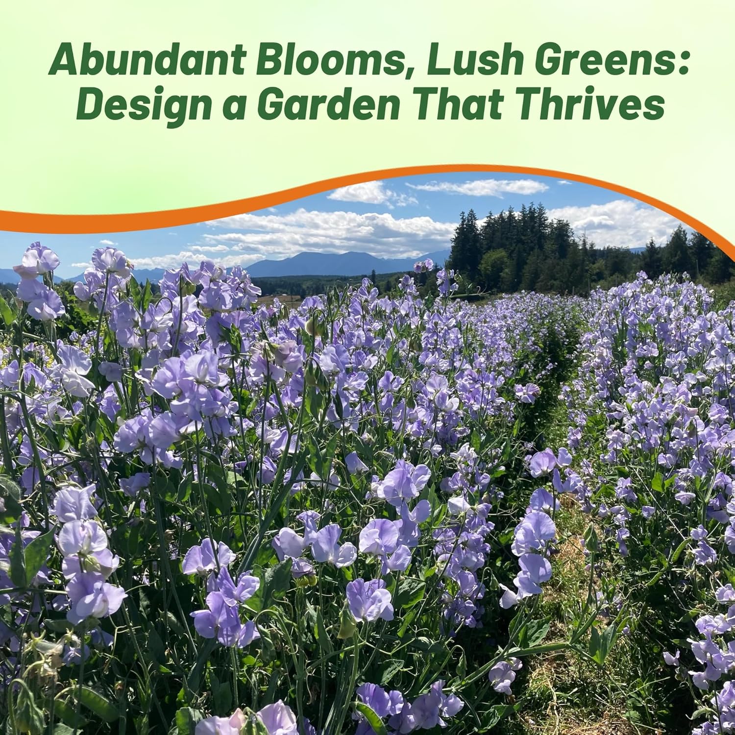 Sweet Pea Lavender Garden Flowers