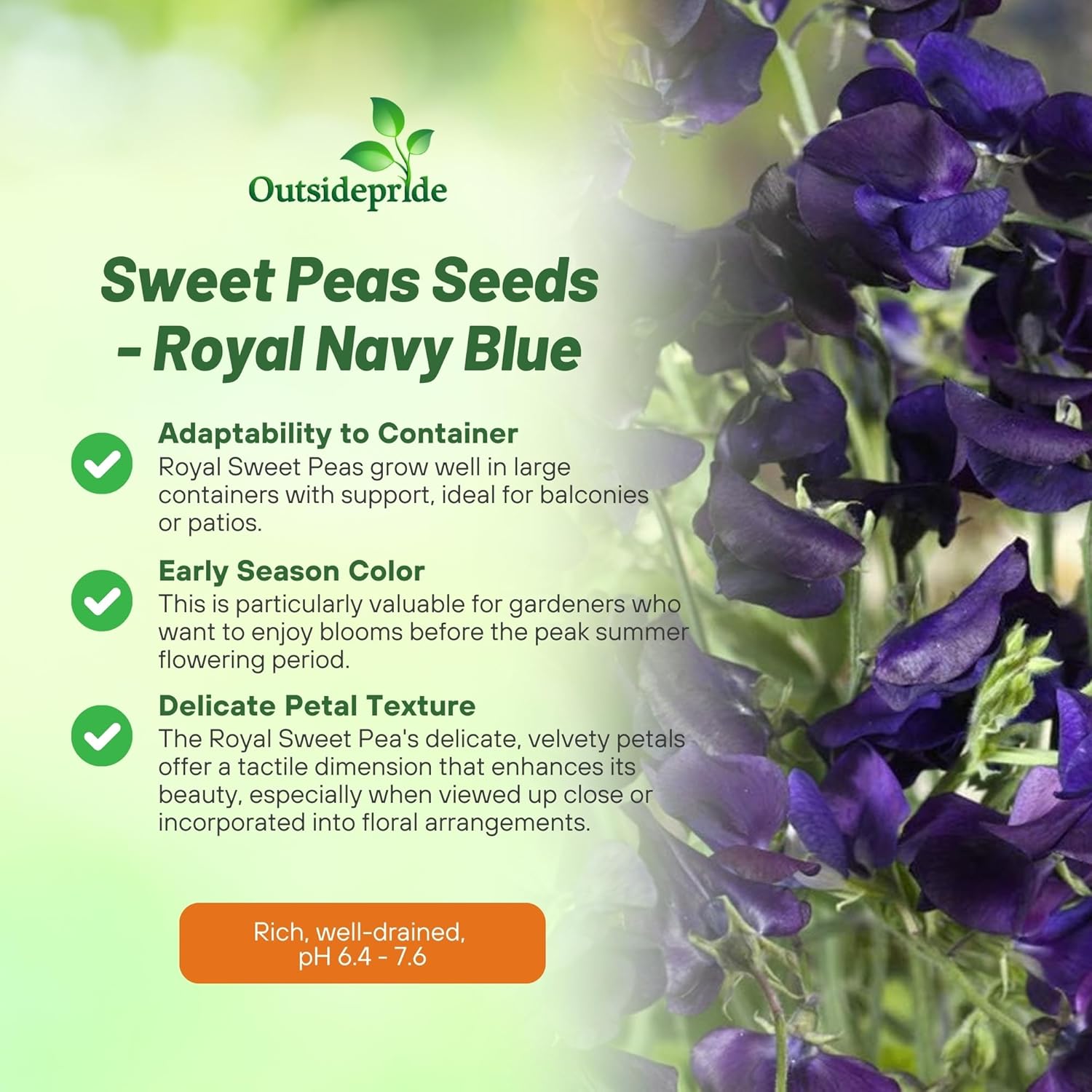 Lathyrus Odoratus Royal Navy Blue Flowers