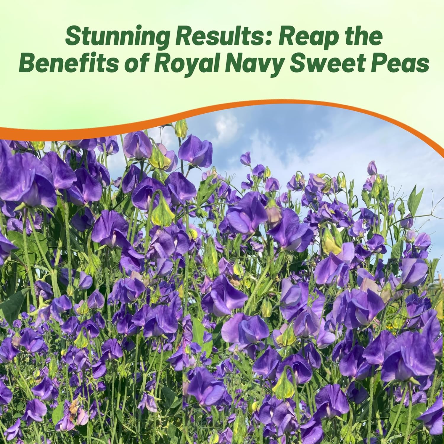 Lathyrus Royal Navy Blue Flower Garden