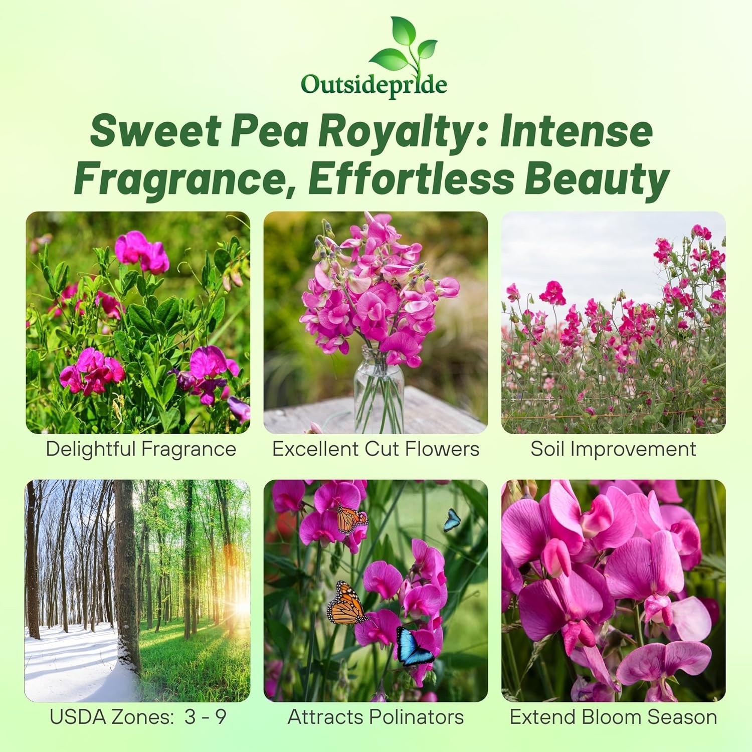 Lathyrus Odoratus Royal Rose-pink