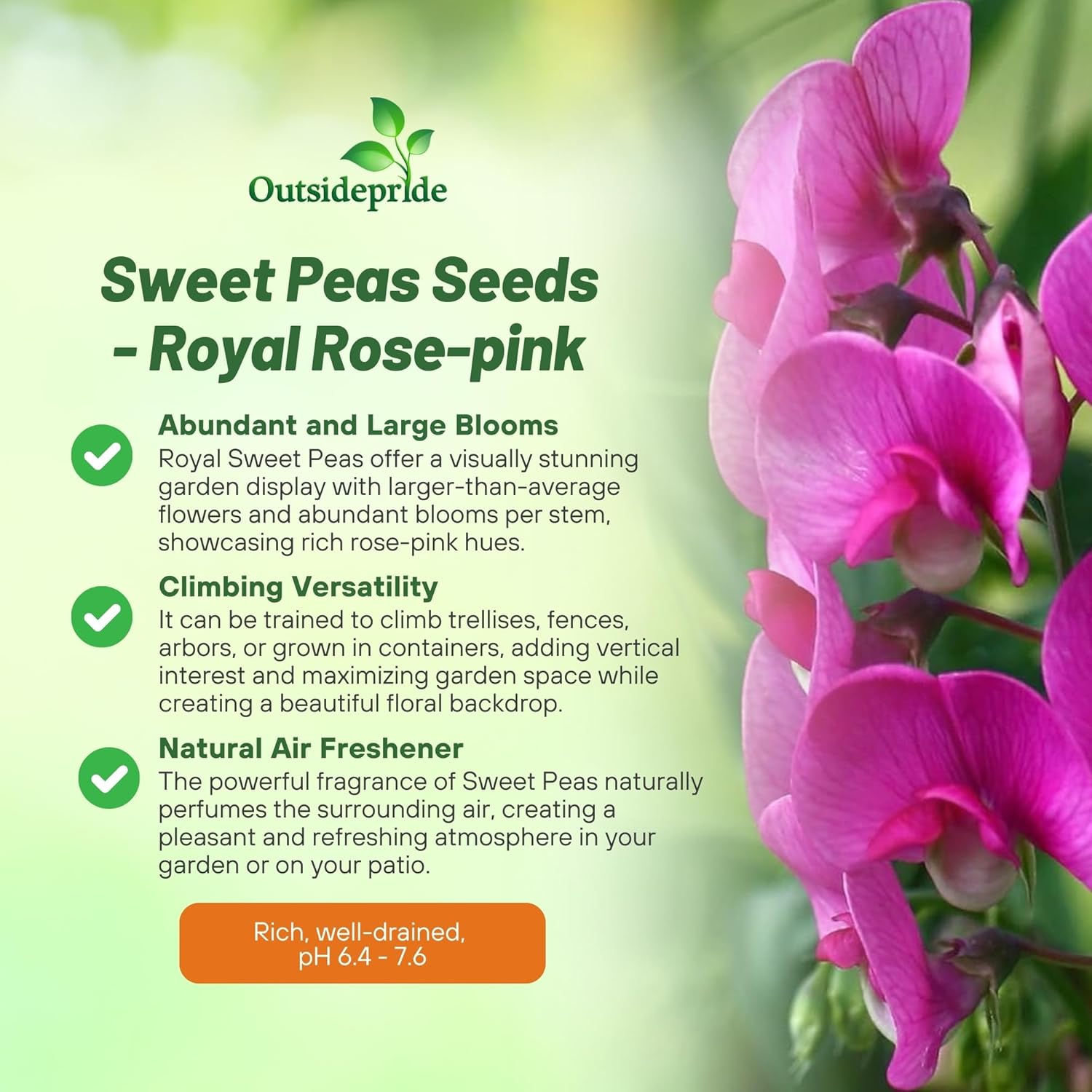Fragrant Sweet Pea Rose-pink Flowers