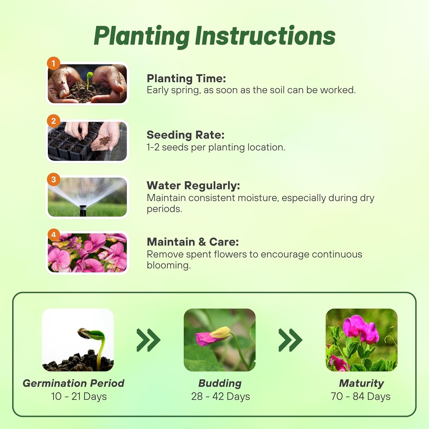 Sweet Pea Rose-pink Planting Directions
