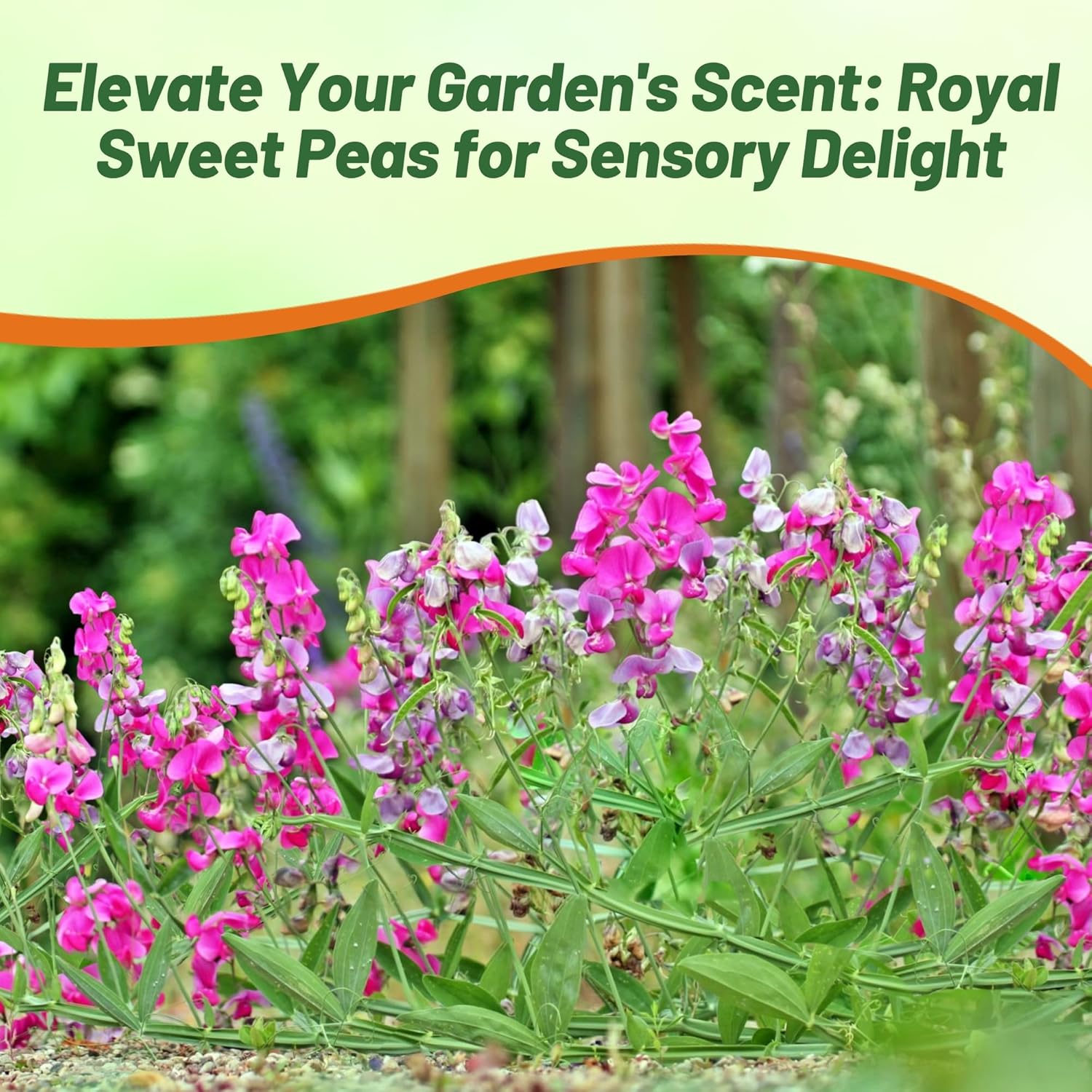 Annual Sweet Pea Rose-pink Garden Flowers