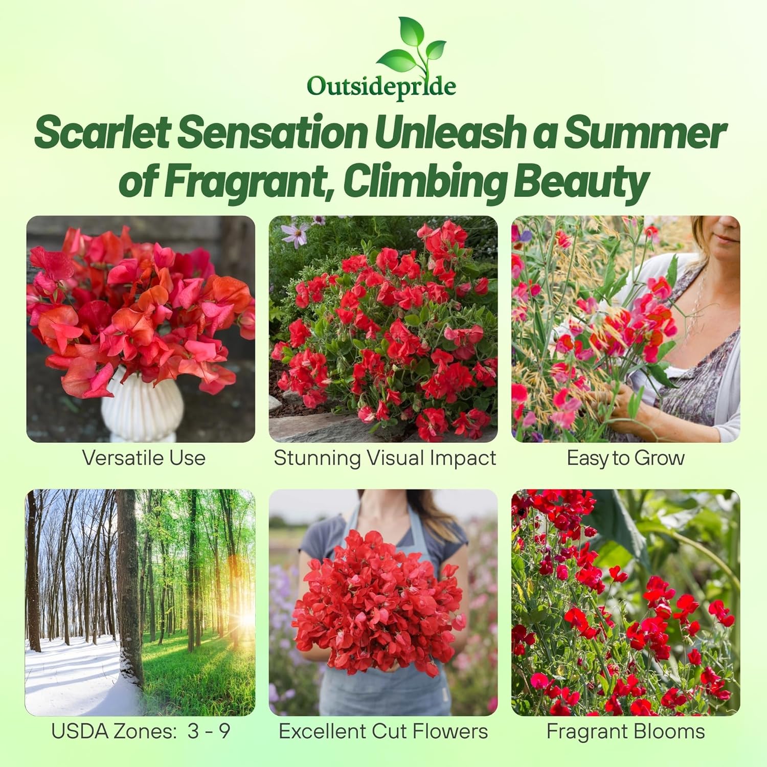 Annual Sweet Pea Royal Scarlet Flowers