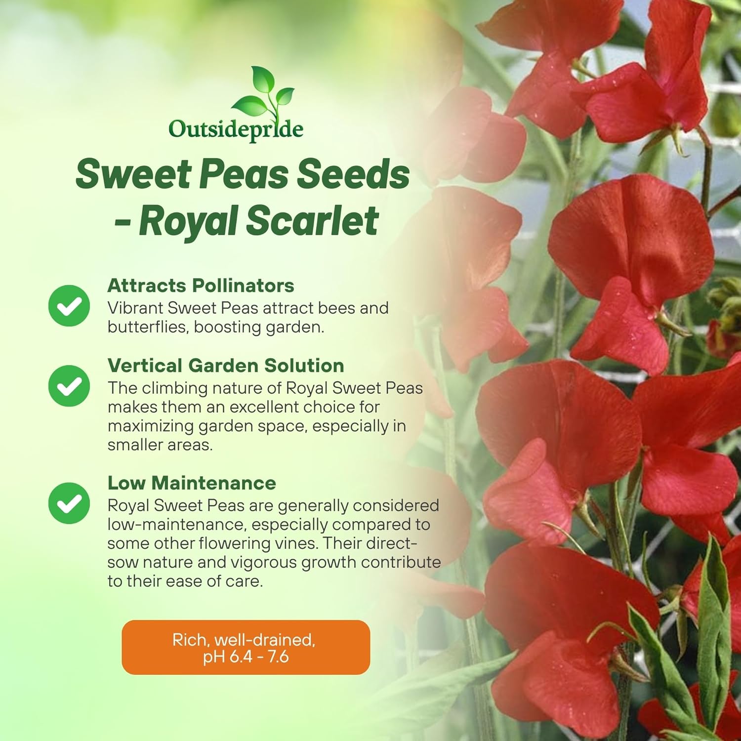 Lathyrus Odoratus Royal Scarlet