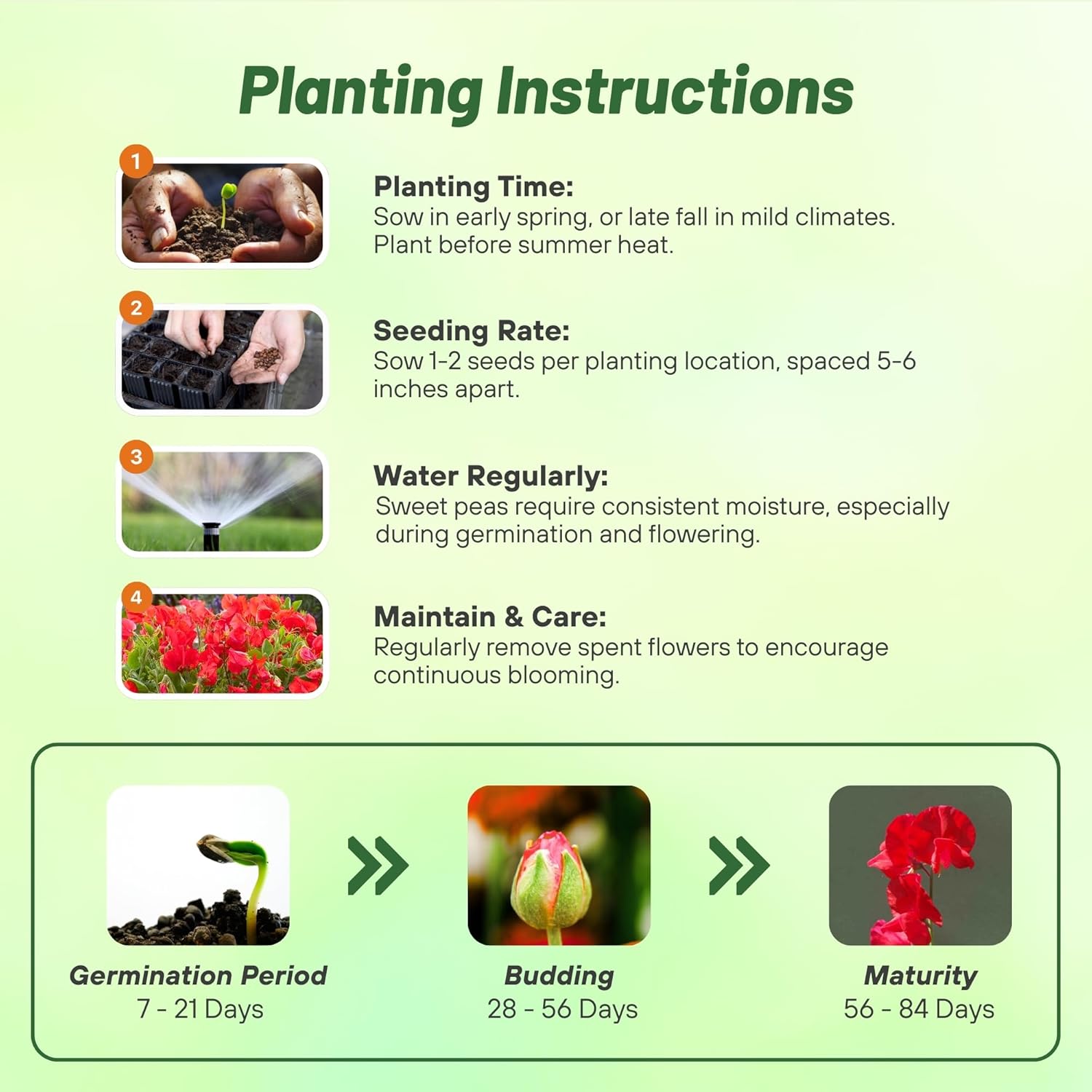 Sweet Pea Scarlet Planting Directions