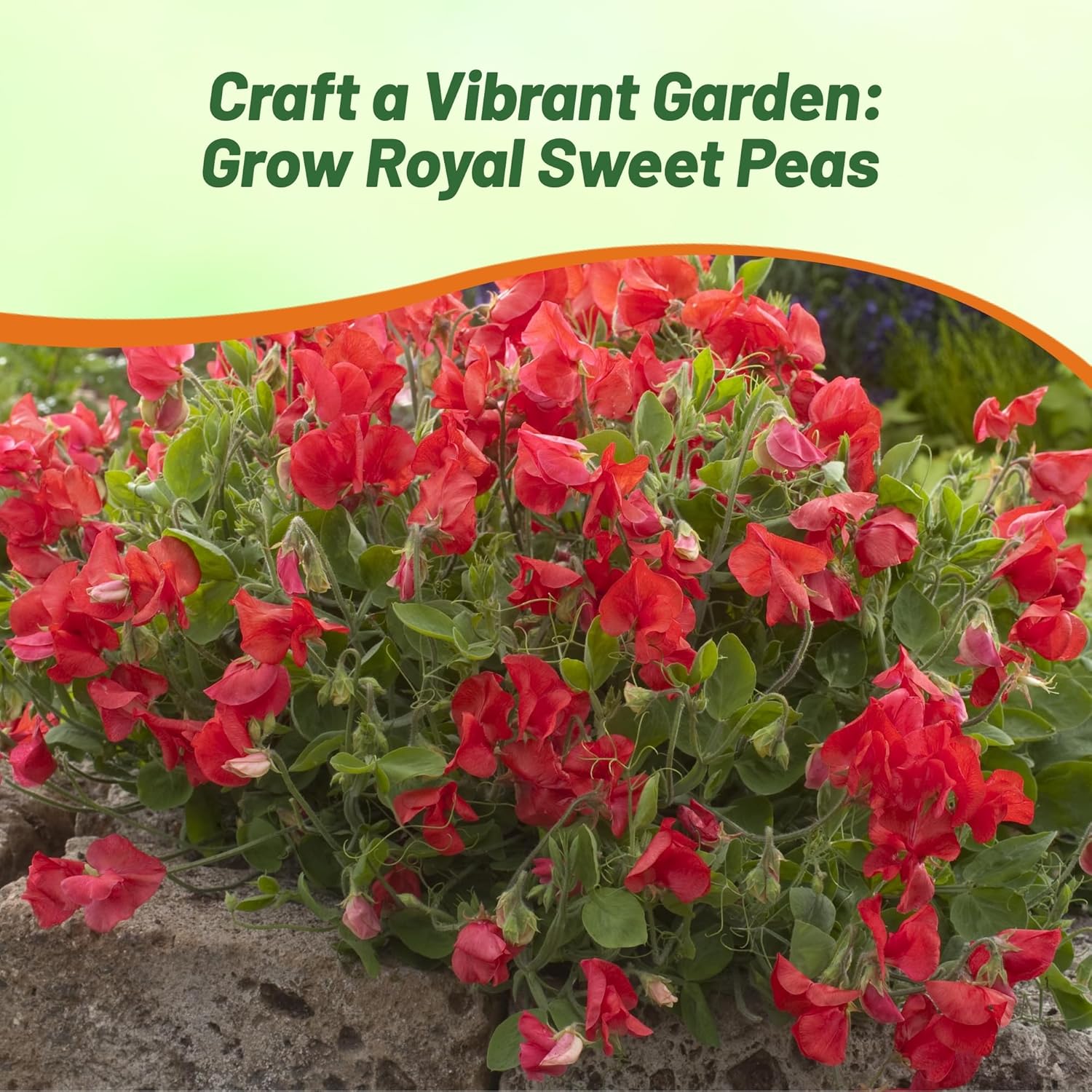 Sweet Pea Scarlet Climbing Vines