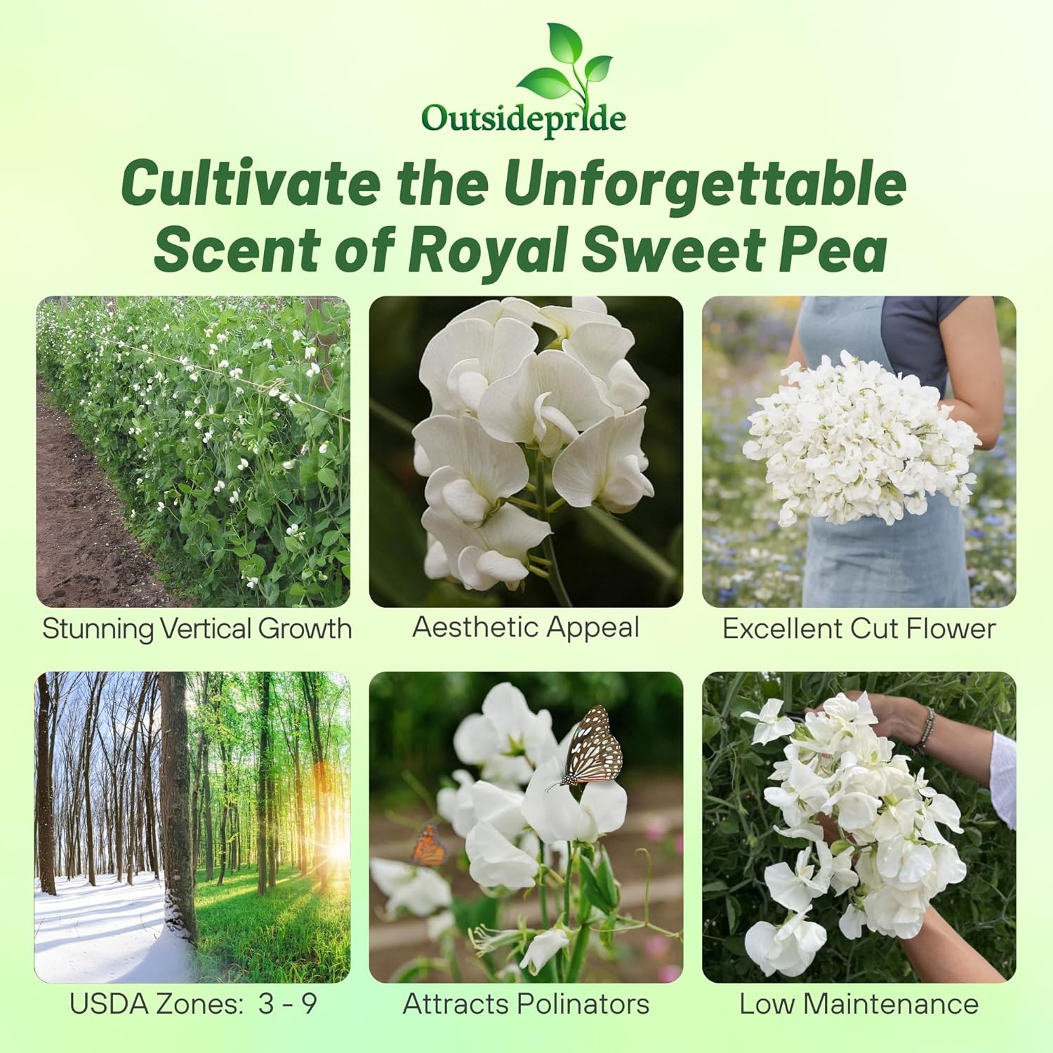 Fragrant Sweet Peasa Royal White Climbers