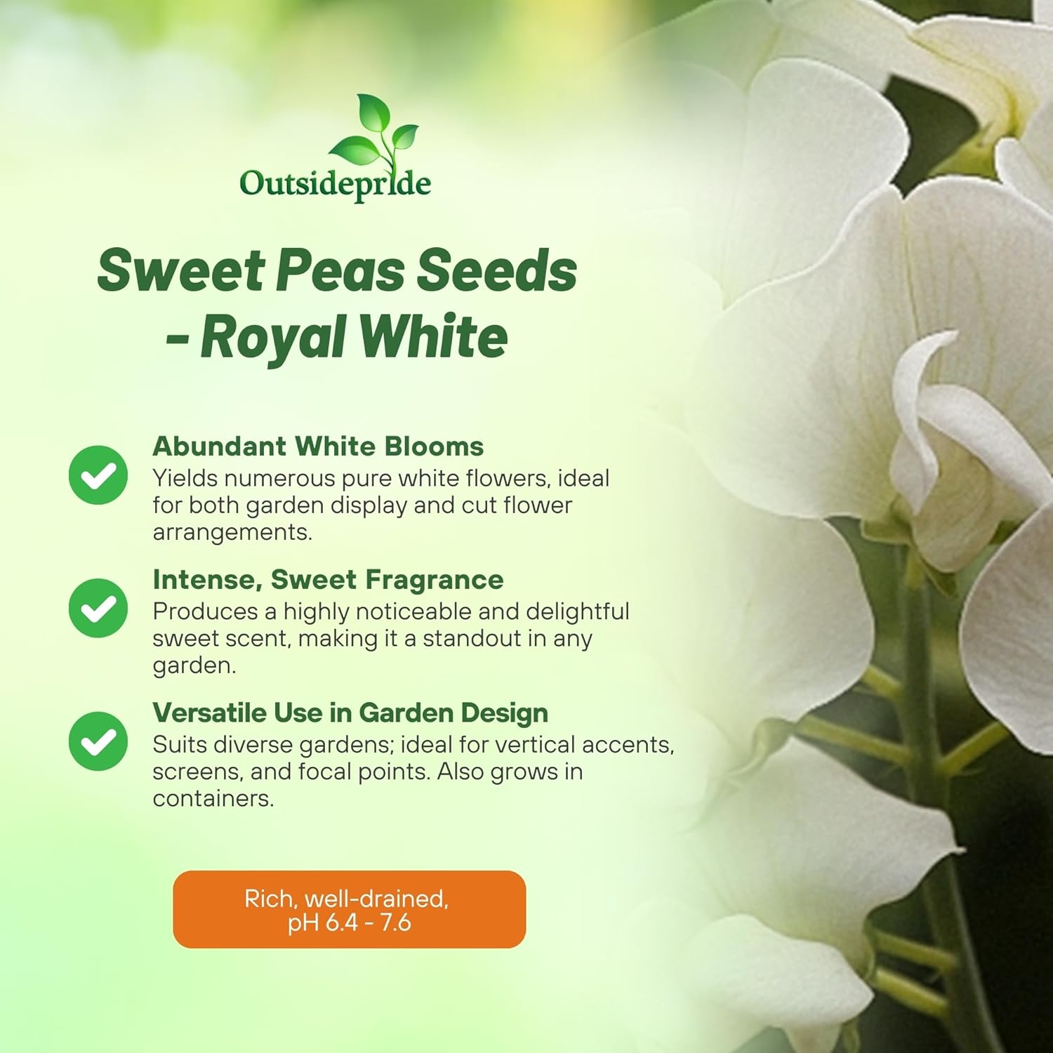 Lathyrus Odoratus Royal White