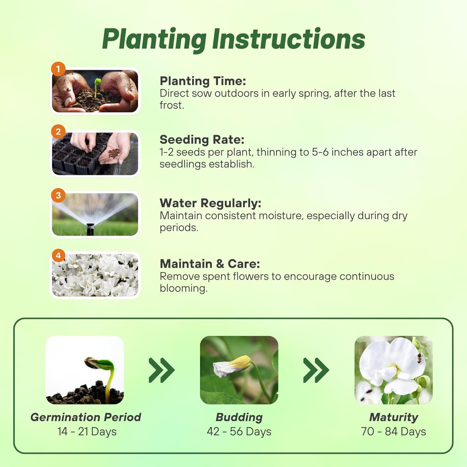 Sweet Peasa Royal White Planting Directions
