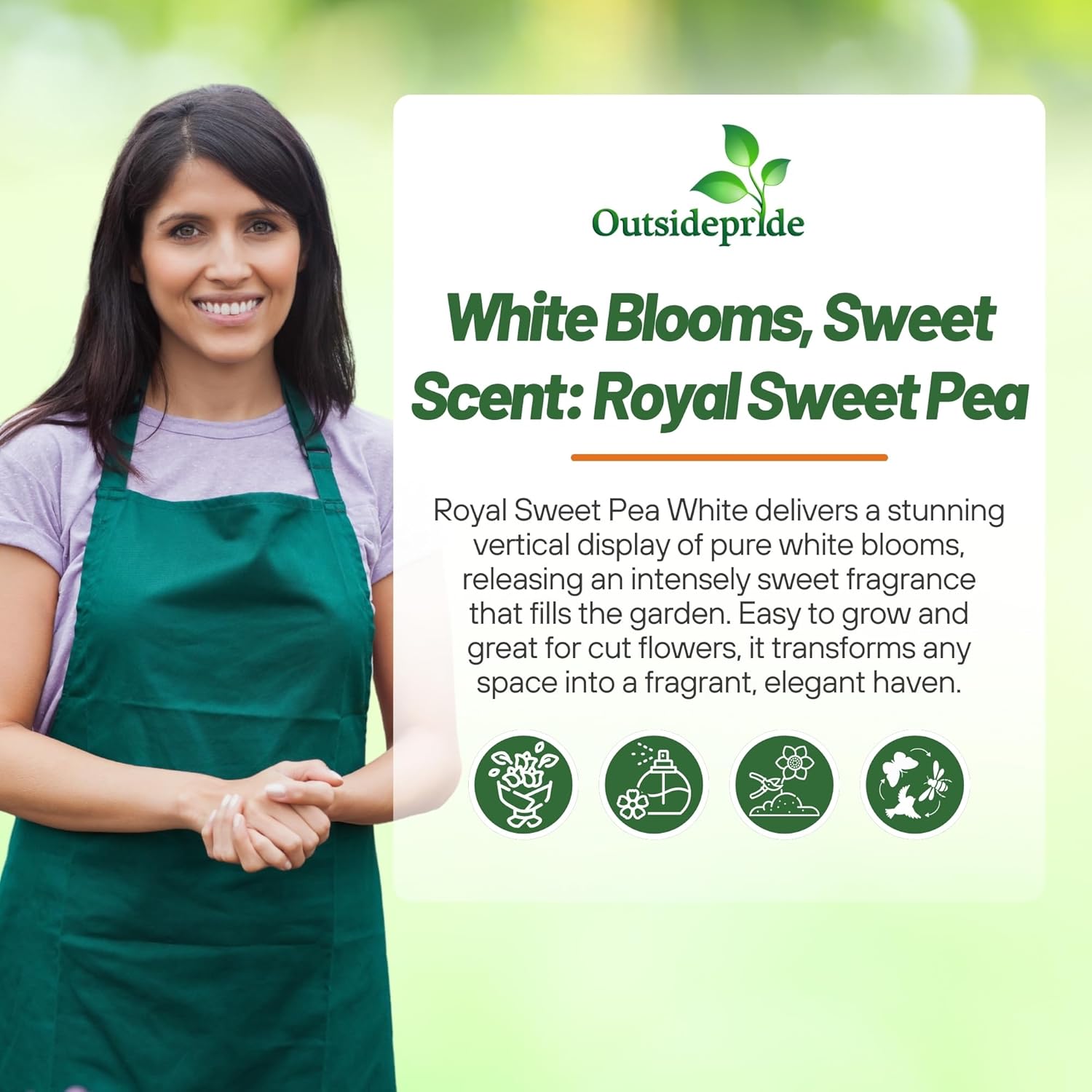 Sweet Peasa Royal White Flowers