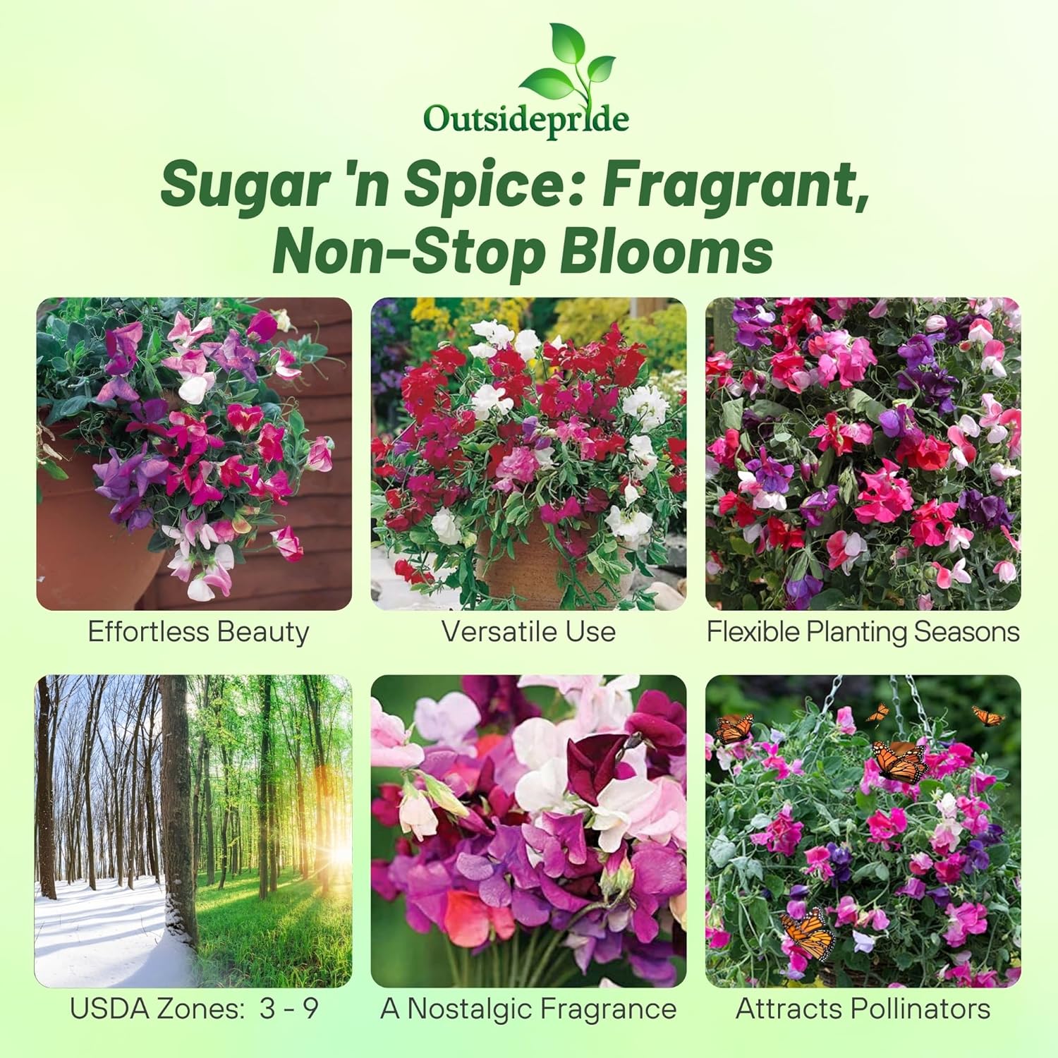 Lathyrus odoratus Sugar n Spice
