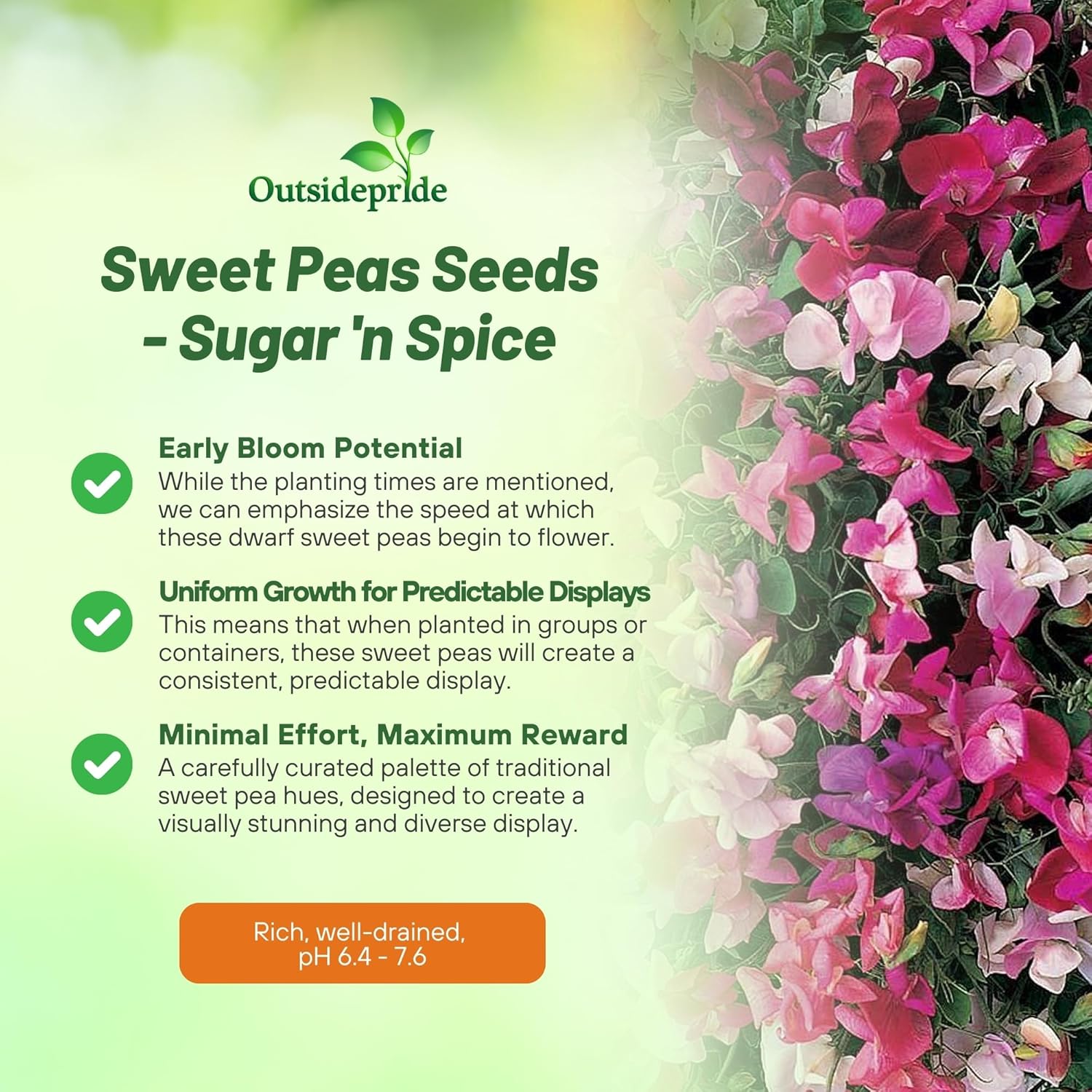 Sweet Pea Sugar n Spice Flowers